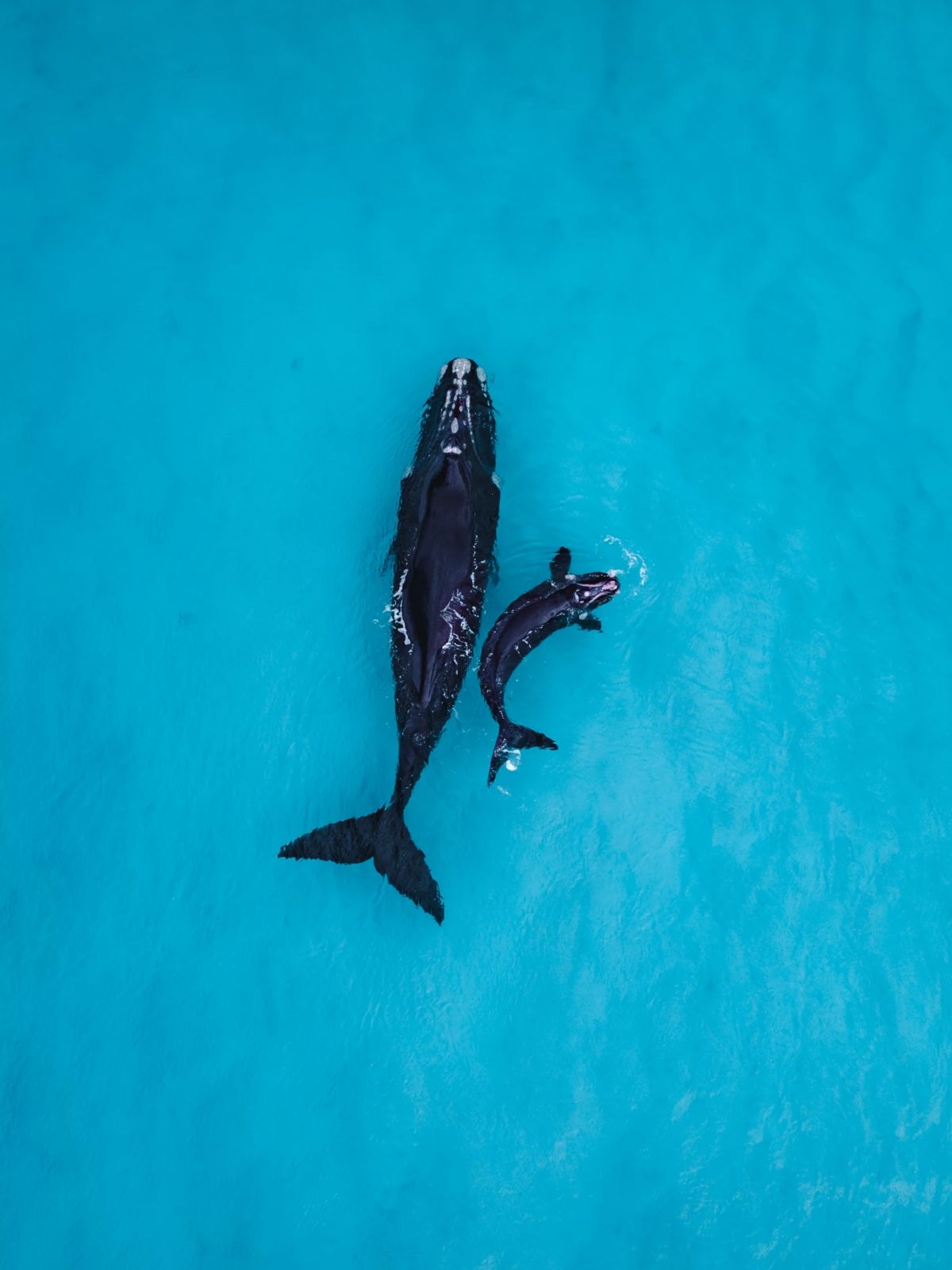 1200x1600 Mom Whale And Baby Whale From Above Drone Footage