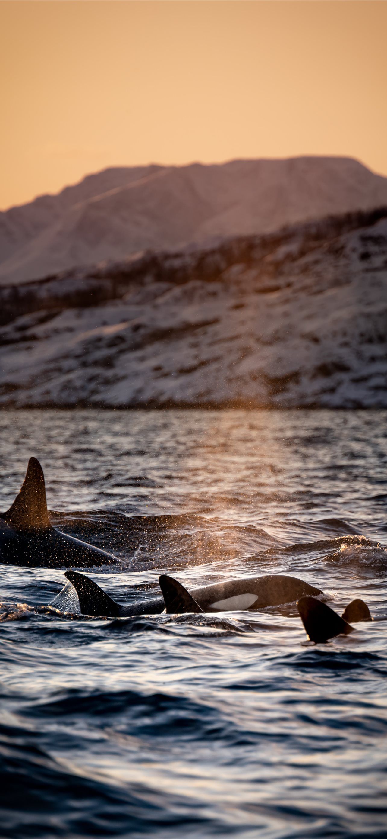 1284x2778 three killer whales floating on water iPhone Wallpaper Free Download