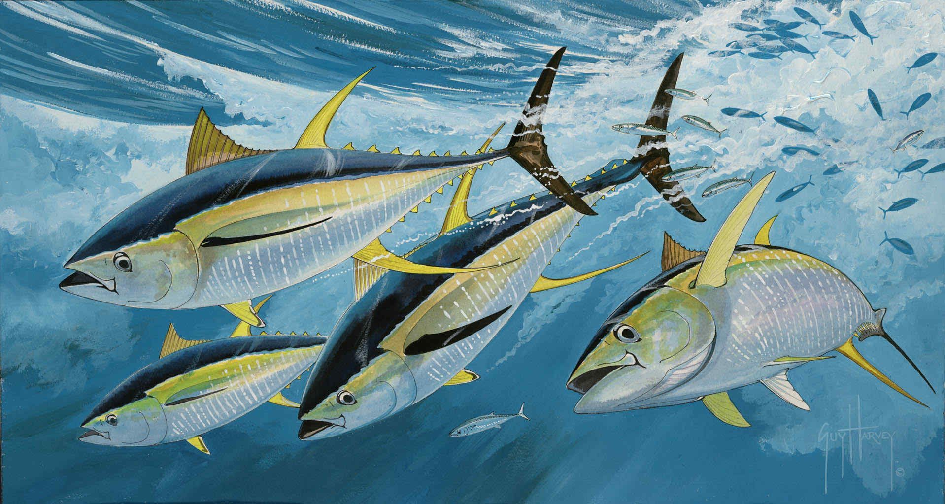 1918x1023 Guy Harvey Wallpaper