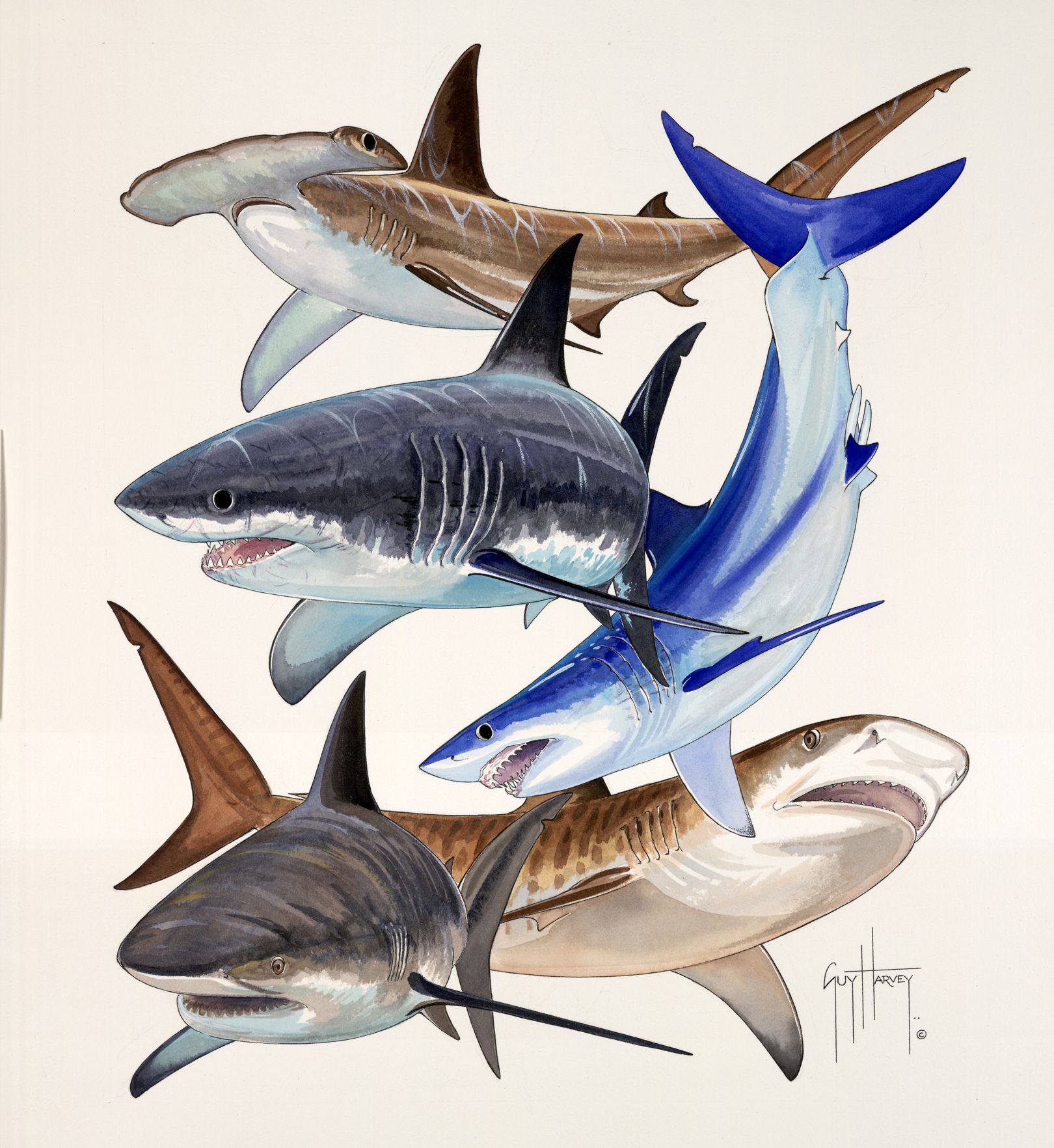 1620x1764 Guy Harvey Shark Collage. Portraits From The Deep