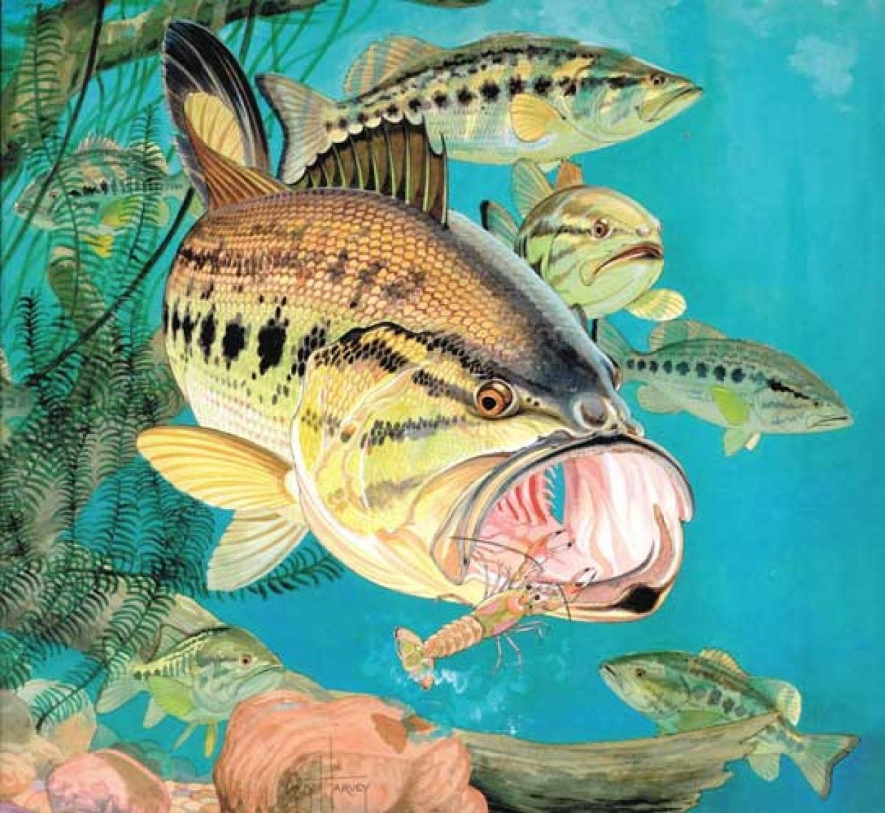 1280x1176 Guy Harvey ideas. guy harvey, guy harvey art, harvey