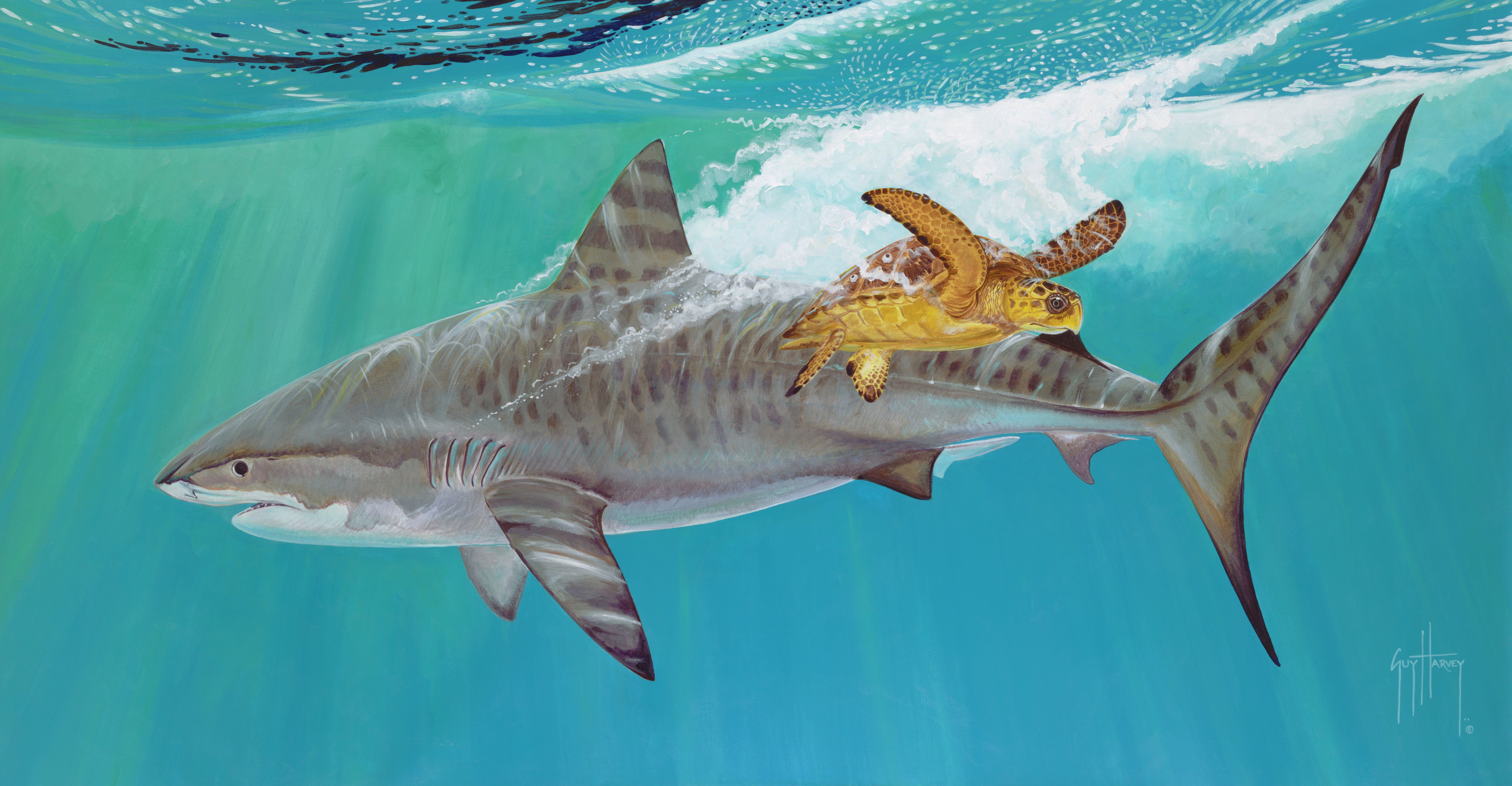 7452x3875 Guy Harvey. Portraits From The Deep