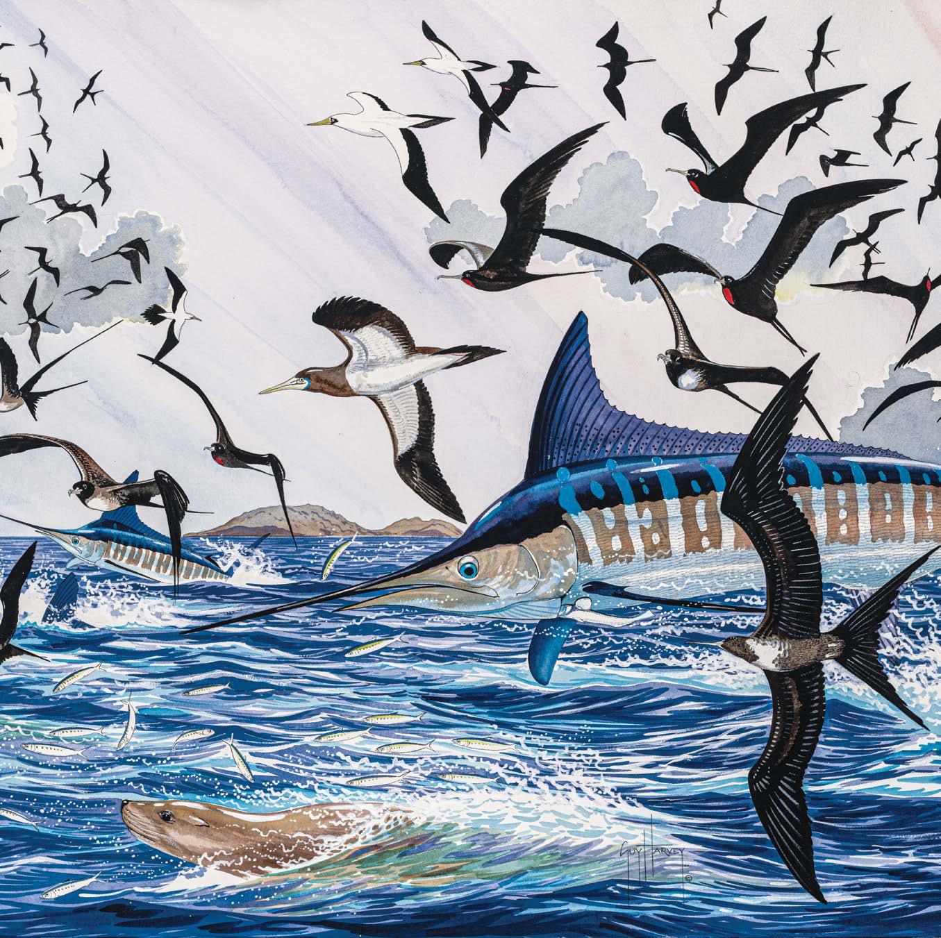 1355x1351 Land of the Striped Marlin