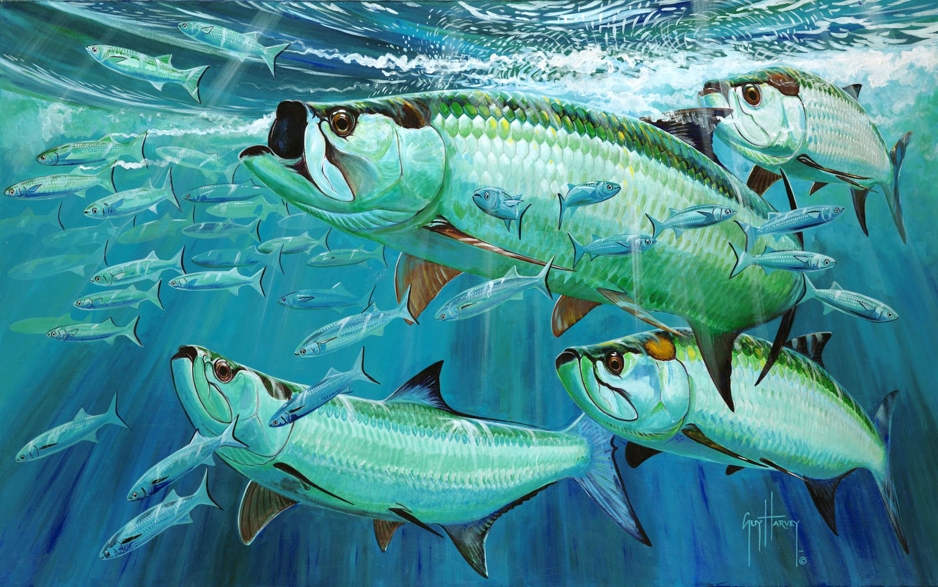 1902x1191 Two Tarpon Tournaments, One Big Controversy. Portraits From The Deep