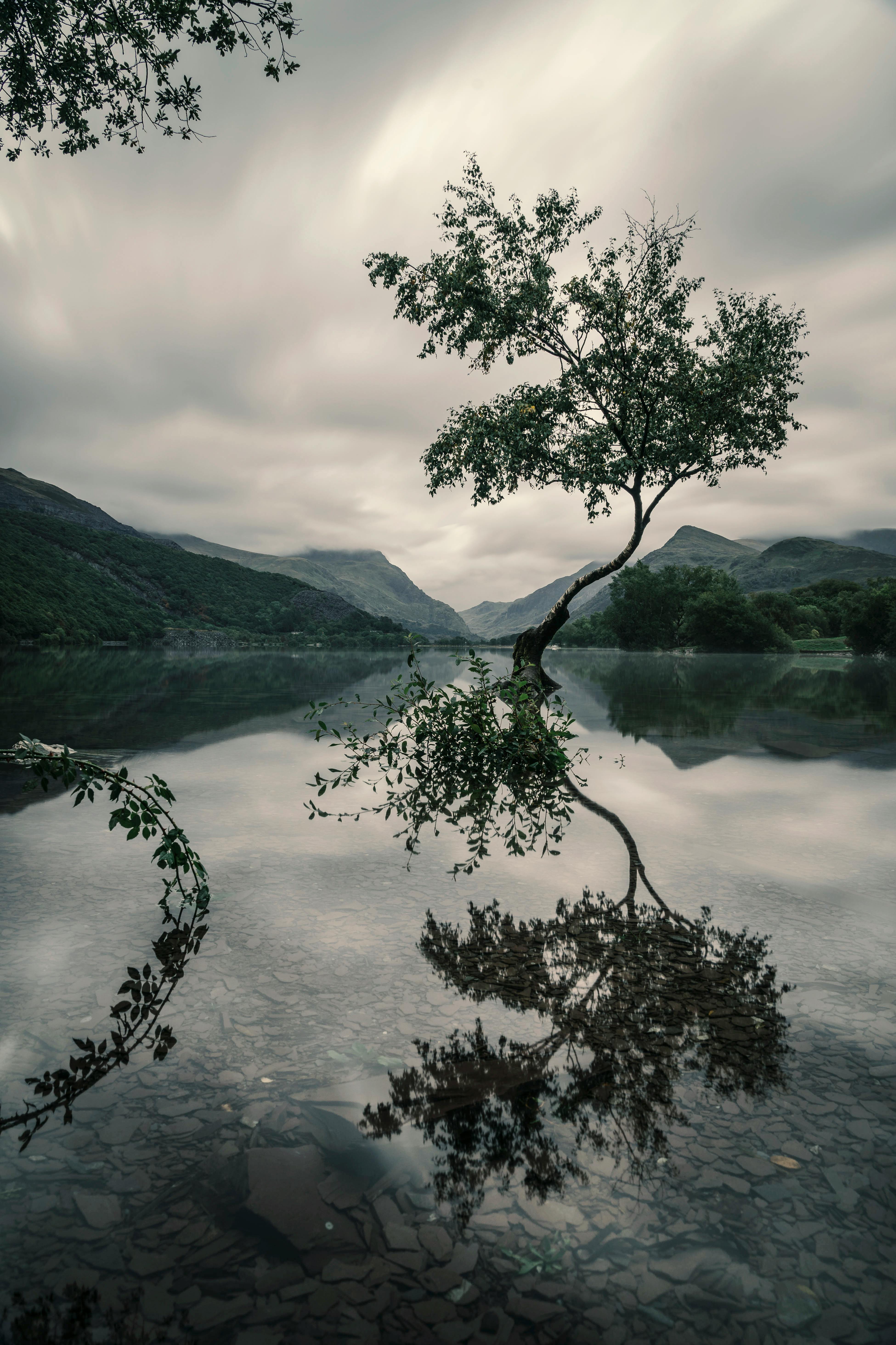 3901x5851 Tree With Reflection on Body of Water · Free