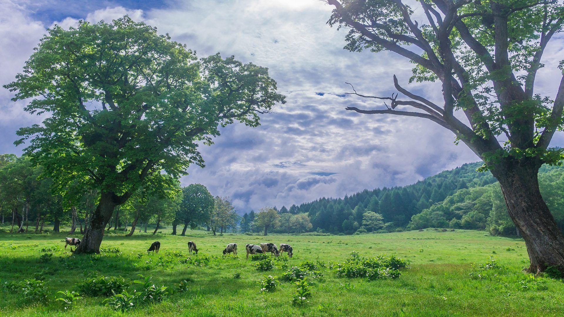 1920x1080 Misc: Landscape Beauty Cows Nature Big Desktop Background Image