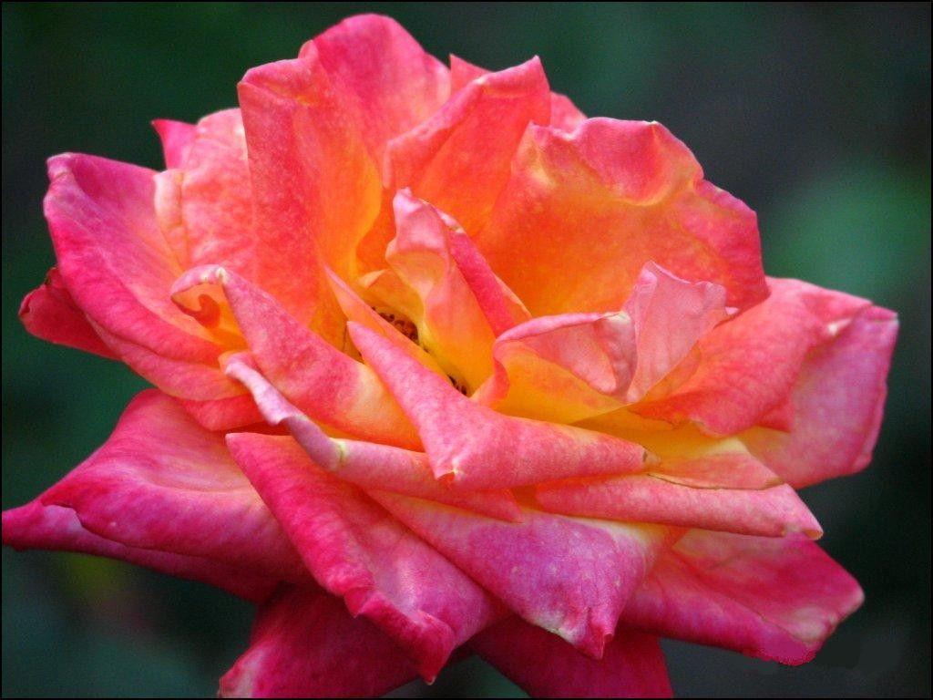 1024x768 Beautiful Tag wallpaper: Nature Rose Beautiful Big Flower