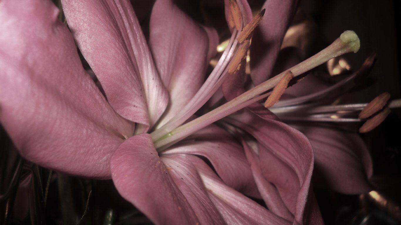 1366x768 Flower: Lily Close Beauty Big Pink Wallpaper Flower Art for HD 16:9
