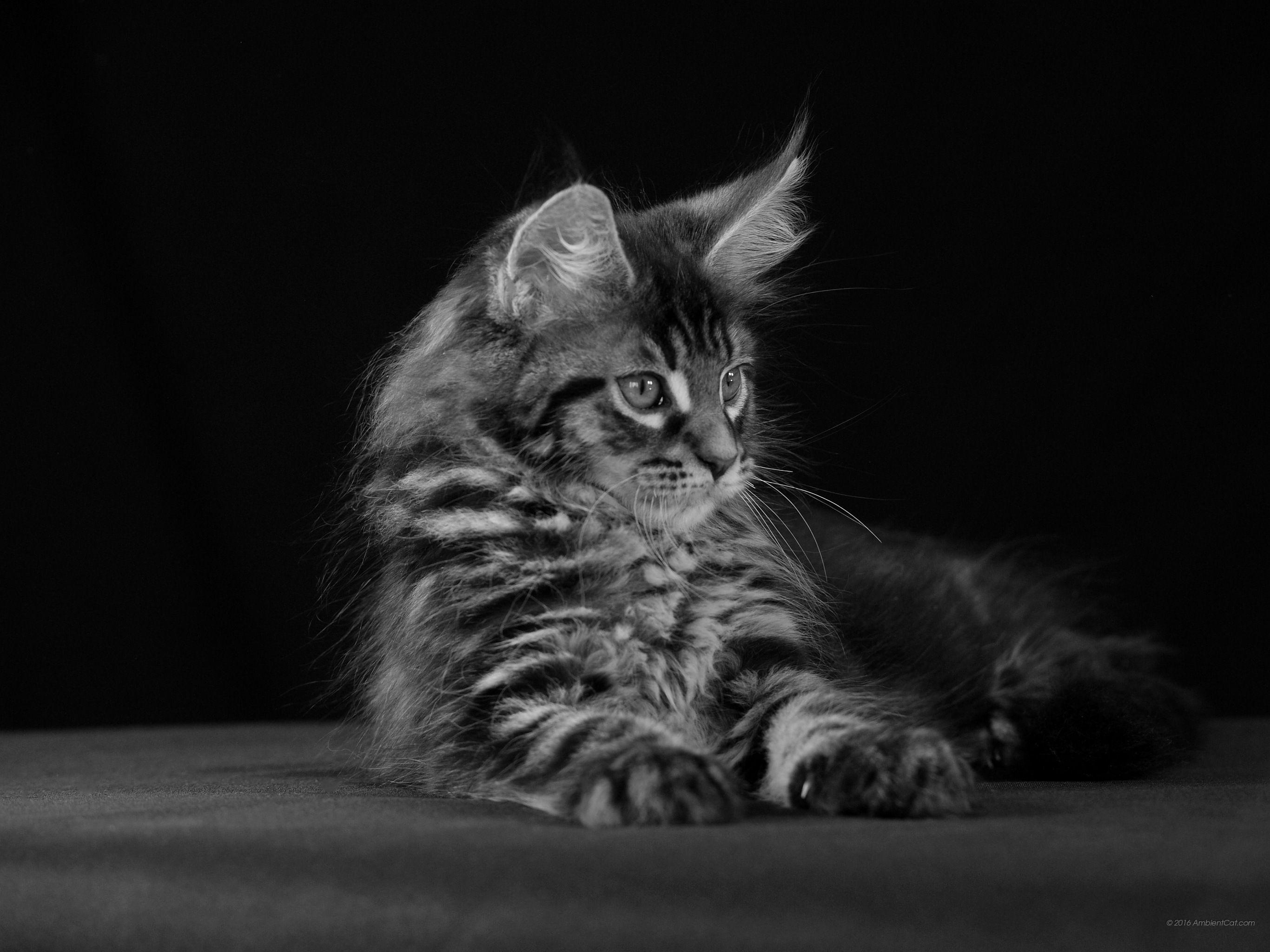 2732x2048 Black cat and white: wallpaper on desktop