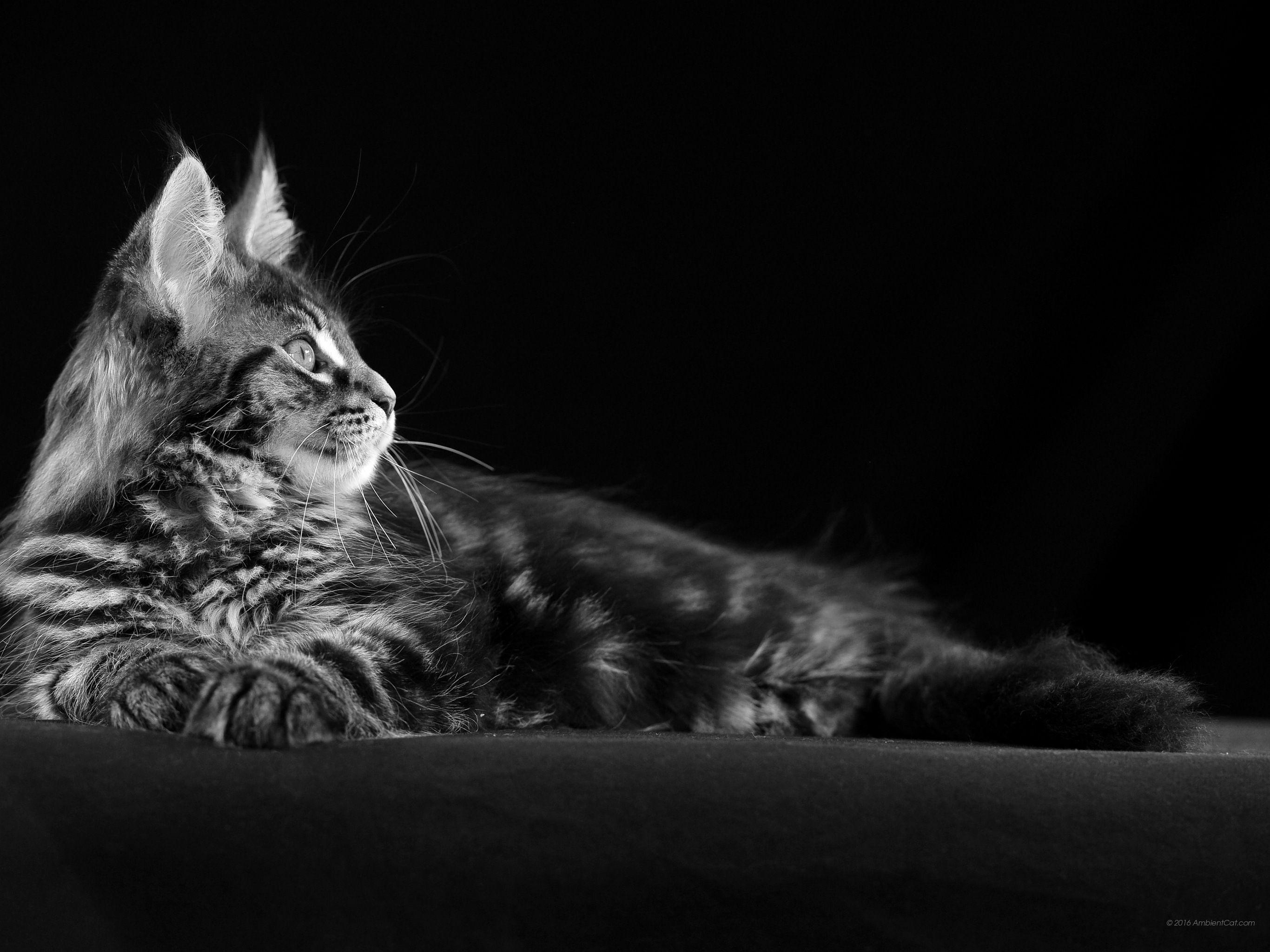 2732x2048 Black cat and white: wallpaper download