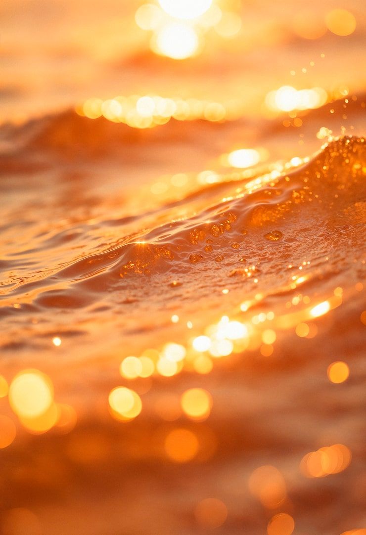 740x1082 Shell Sunset Glow Photo Free High Quality Picture