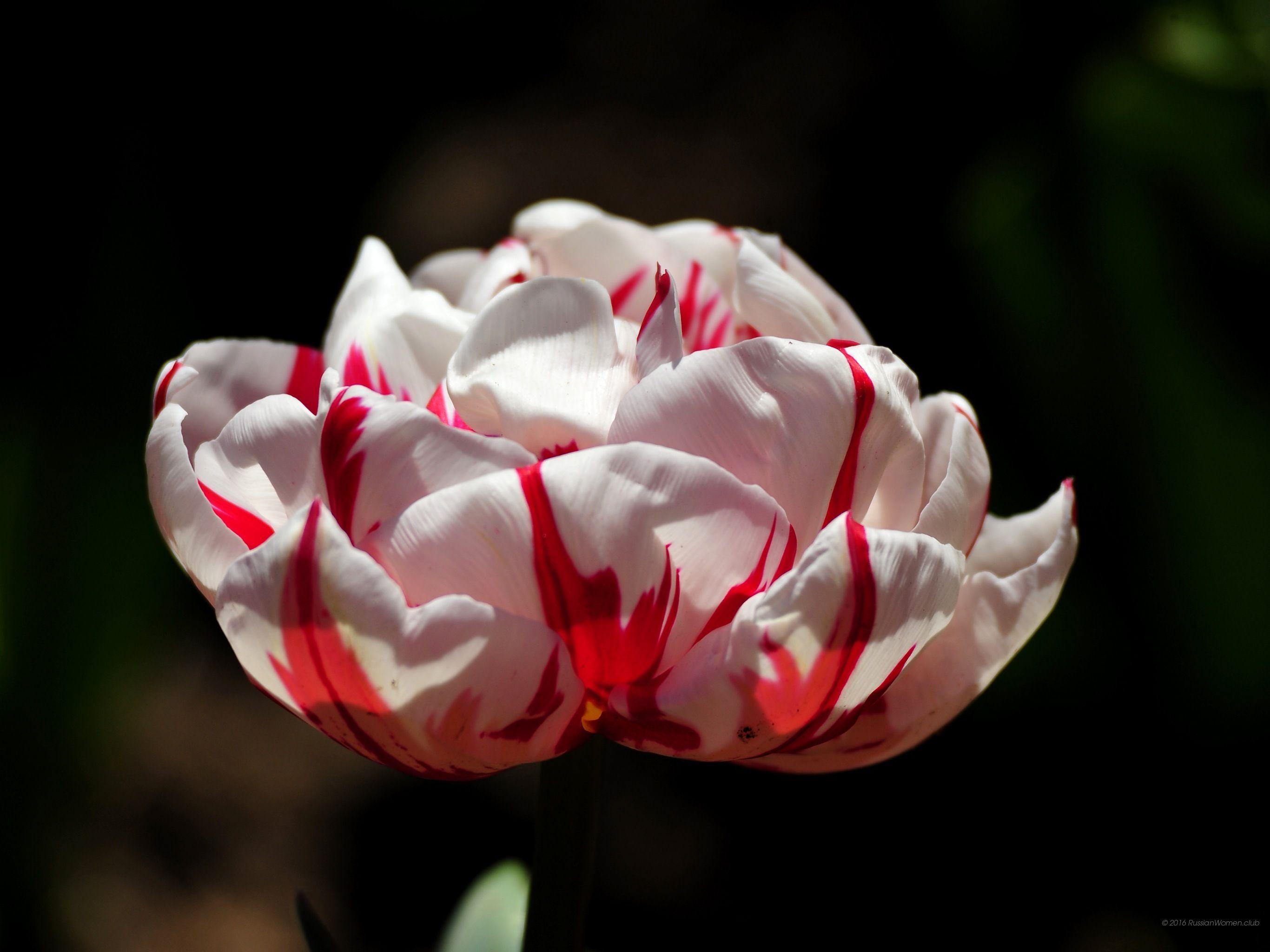 2732x2048 Tulip wallpaper picture 2732x2048
