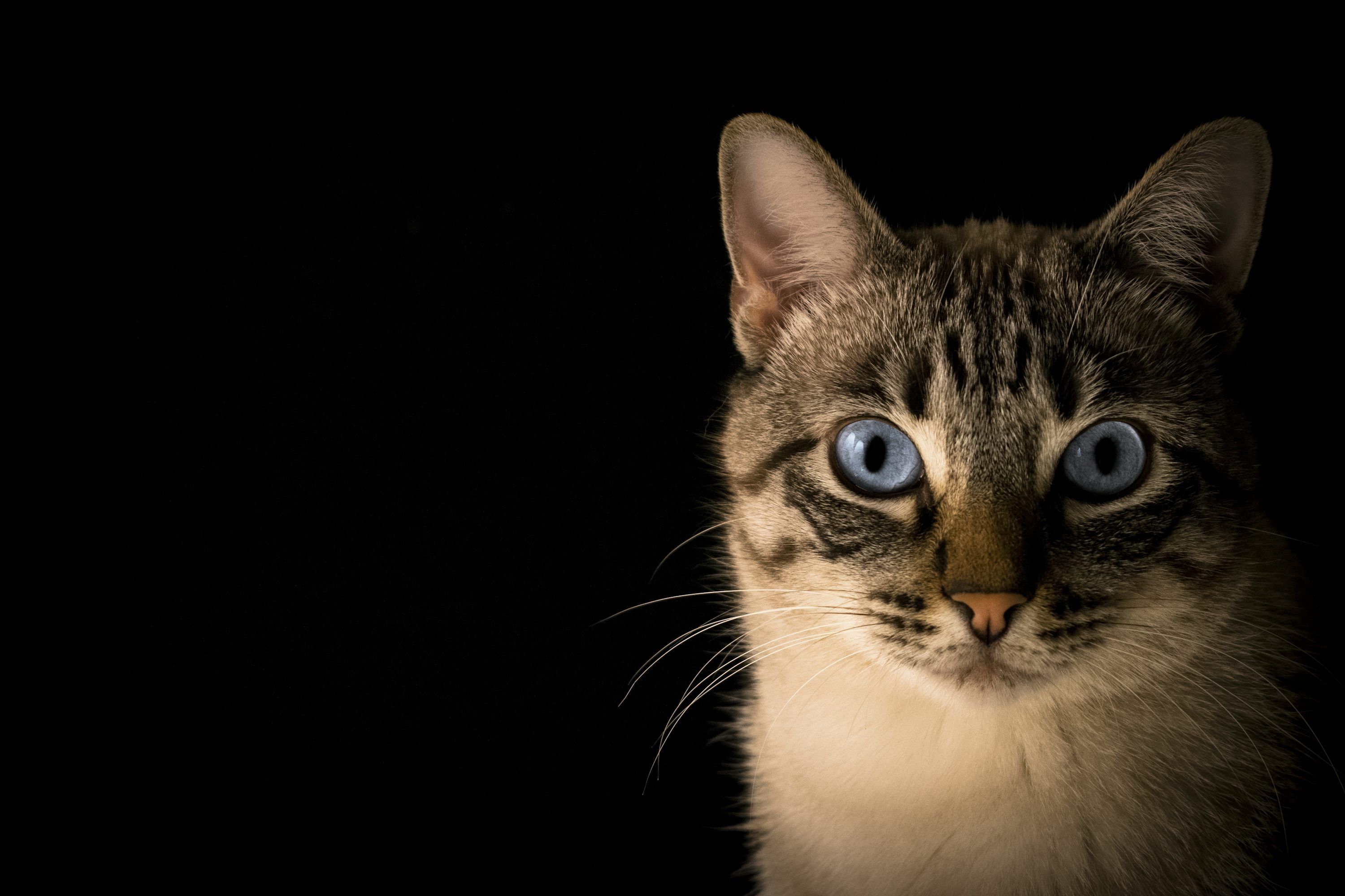 3000x2000 Cat Wallpaper Picture Image