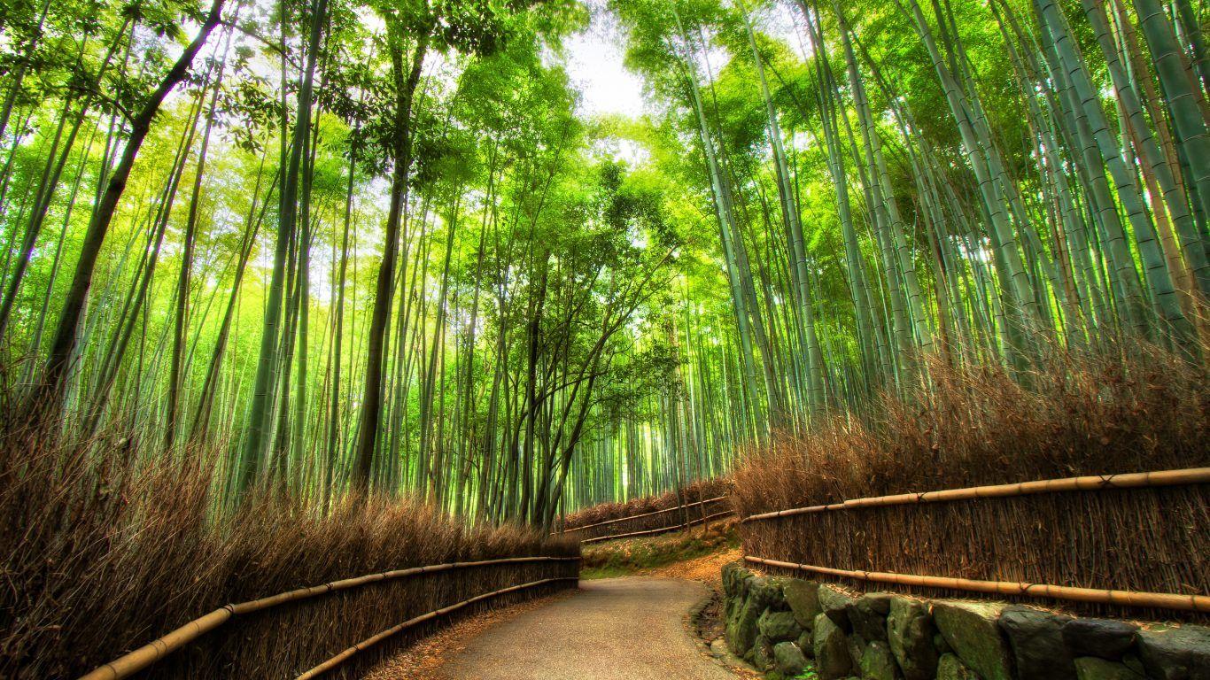 1366x768 Forests: Big Nature Sky Ben Grass Forest Field Moon HD 3D Wallpaper