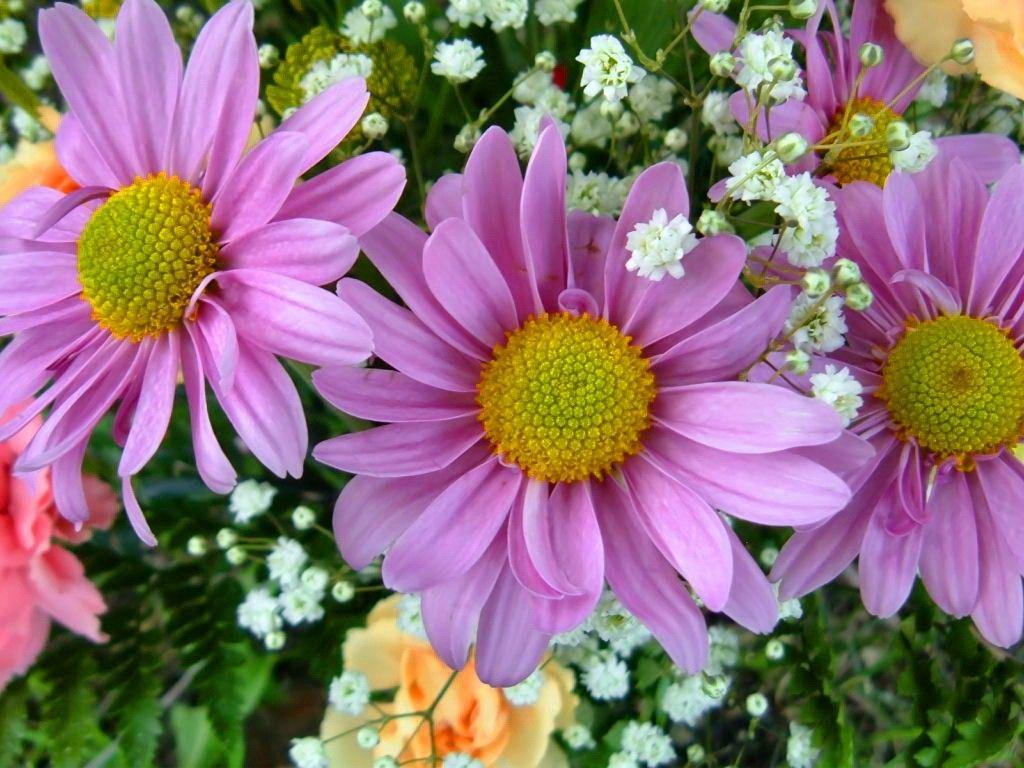 1024x768 Flowers: Lovely Spring Nice Flowers Pretty Beautiful Beauty Purple