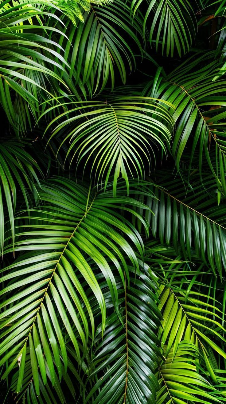 736x1313 Free HD Tropical Leaves Wallpaper