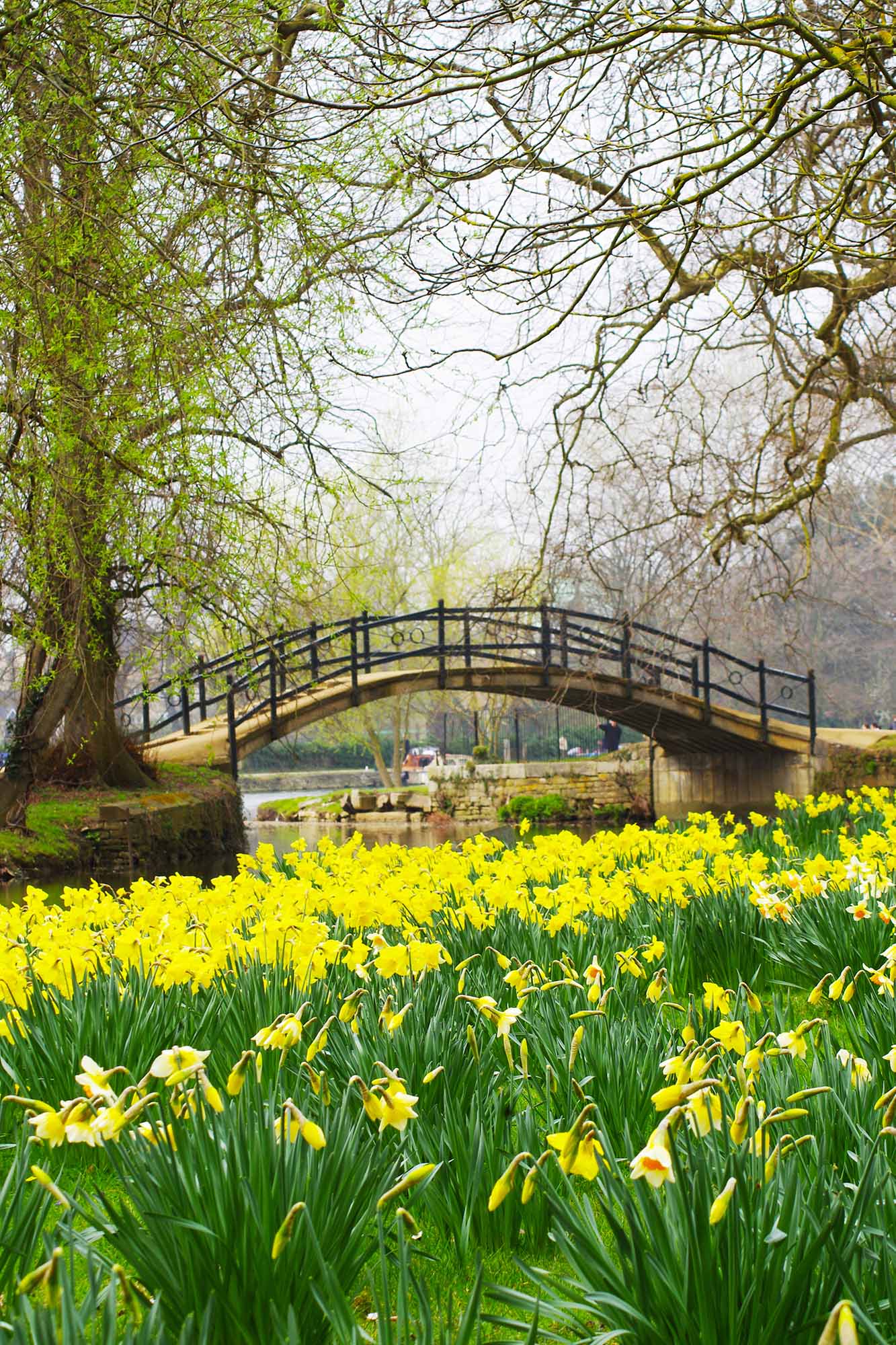 1333x2000 Romantic Bridge, Oxford, England