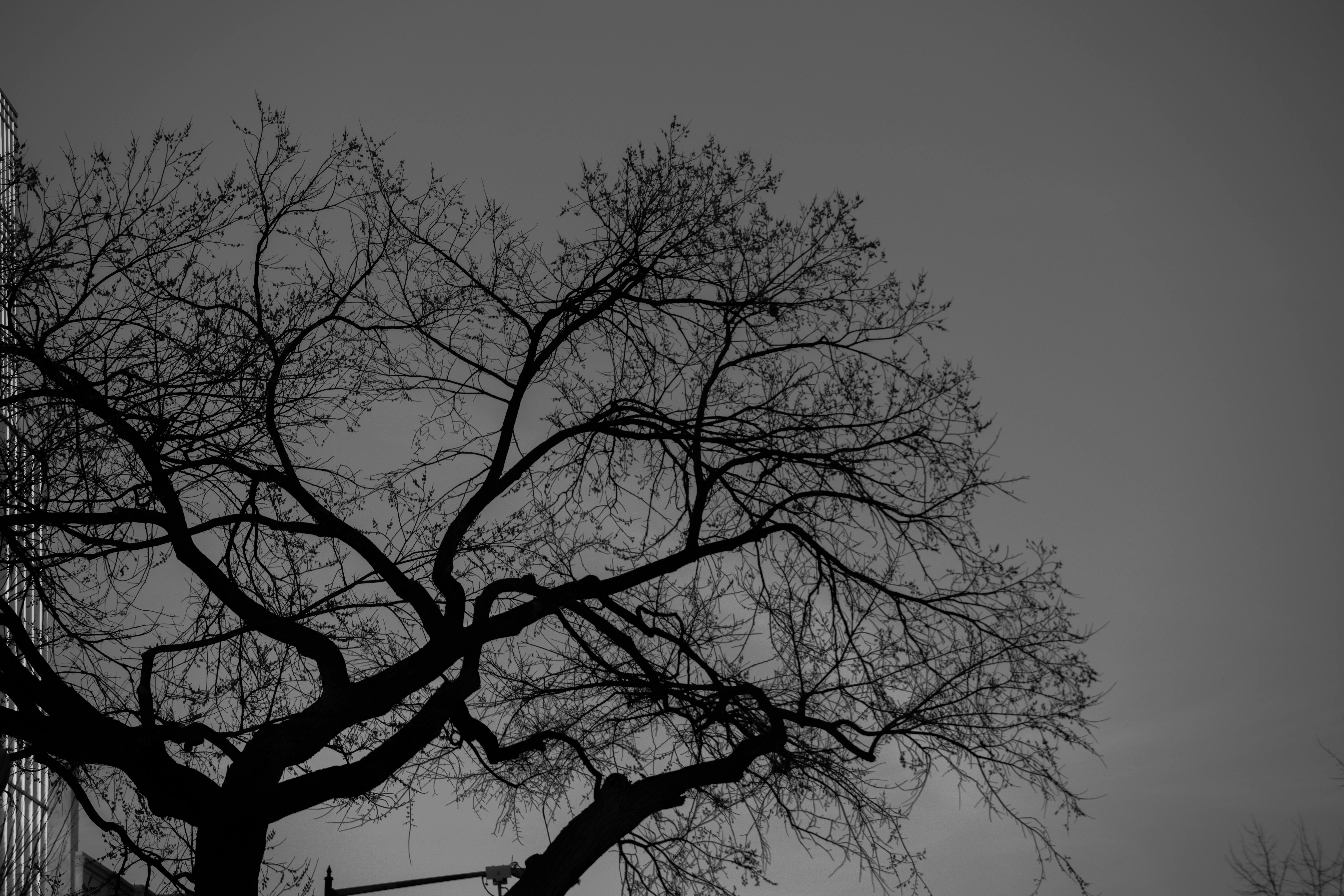 Grey Trees Wallpapers - Top Free Grey Trees Backgrounds - WallpaperAccess