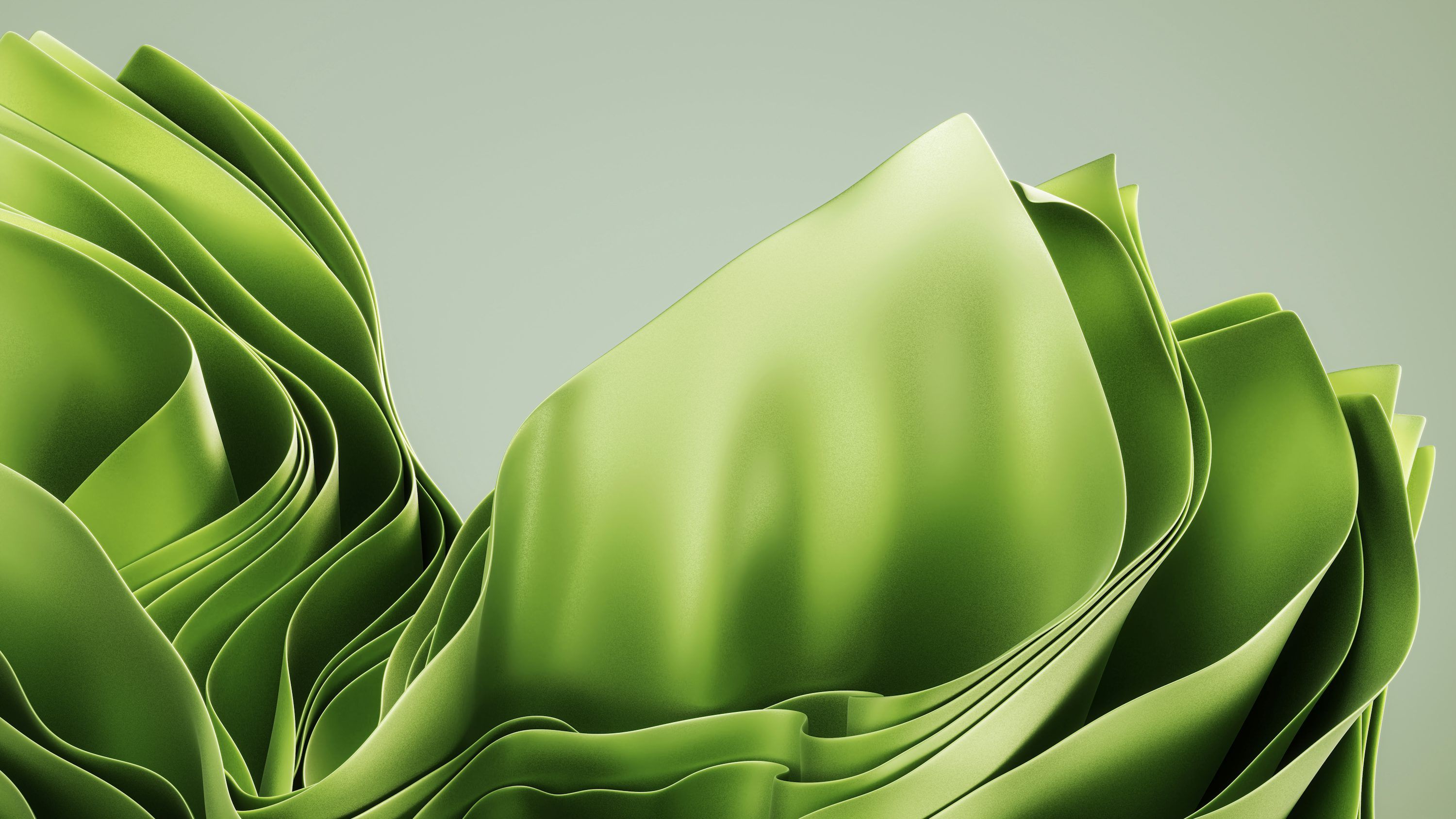3000x1688 A close up of a green plant on a gray background photo