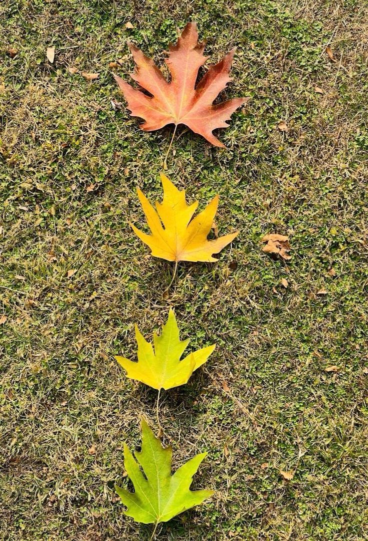 736x1080 Chinar leaves, a symbol of resilience and hope