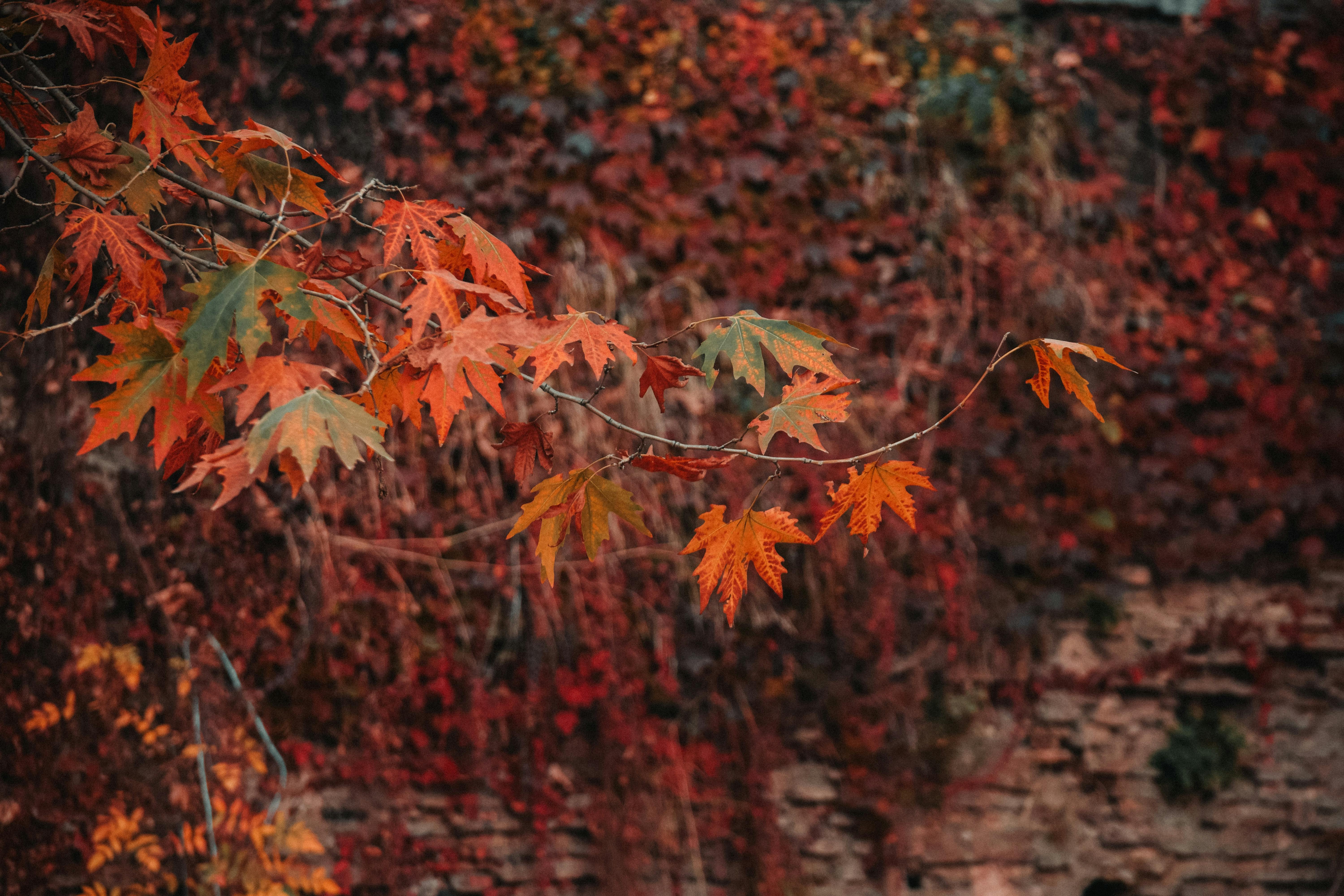 6000x4000 Chinar Leaves Photo, Download The BEST Free Chinar Leaves & HD Image