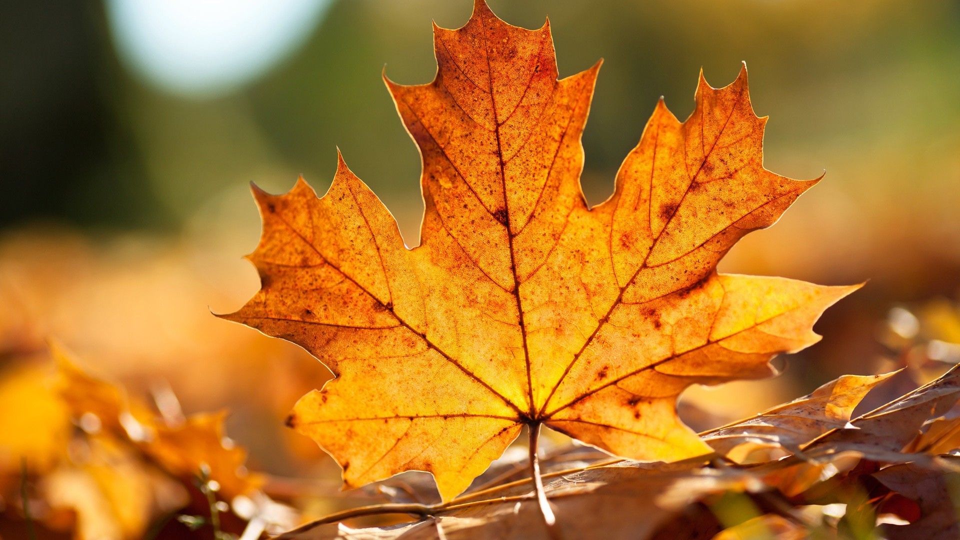 1920x1080 HD Wallpaper: Vibrant Nature with a Maple Leaf