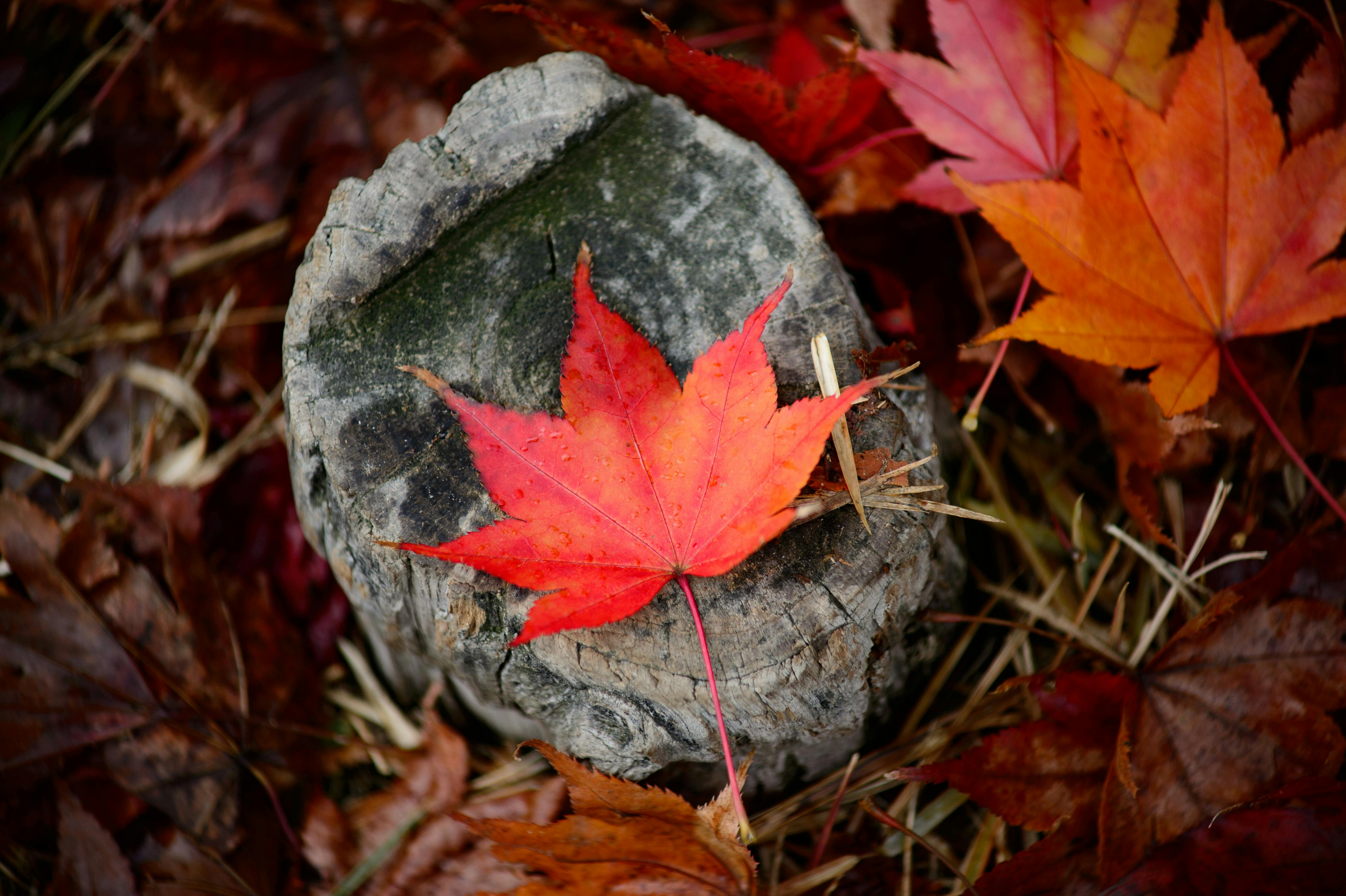 4928x3280 Red Leaf on Gray Tree Trunk · Free