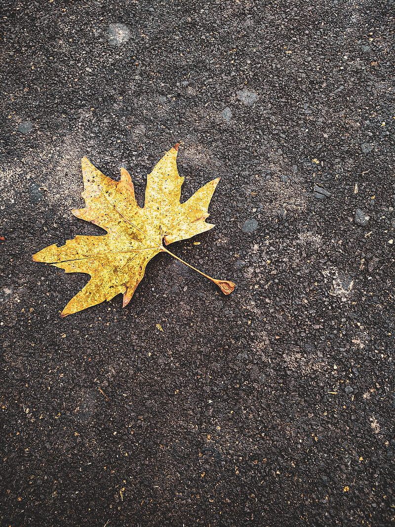 800x1067 Leaf on flor, beauty, chinar, flowers, mermaids, nature, sea, HD phone wallpaper