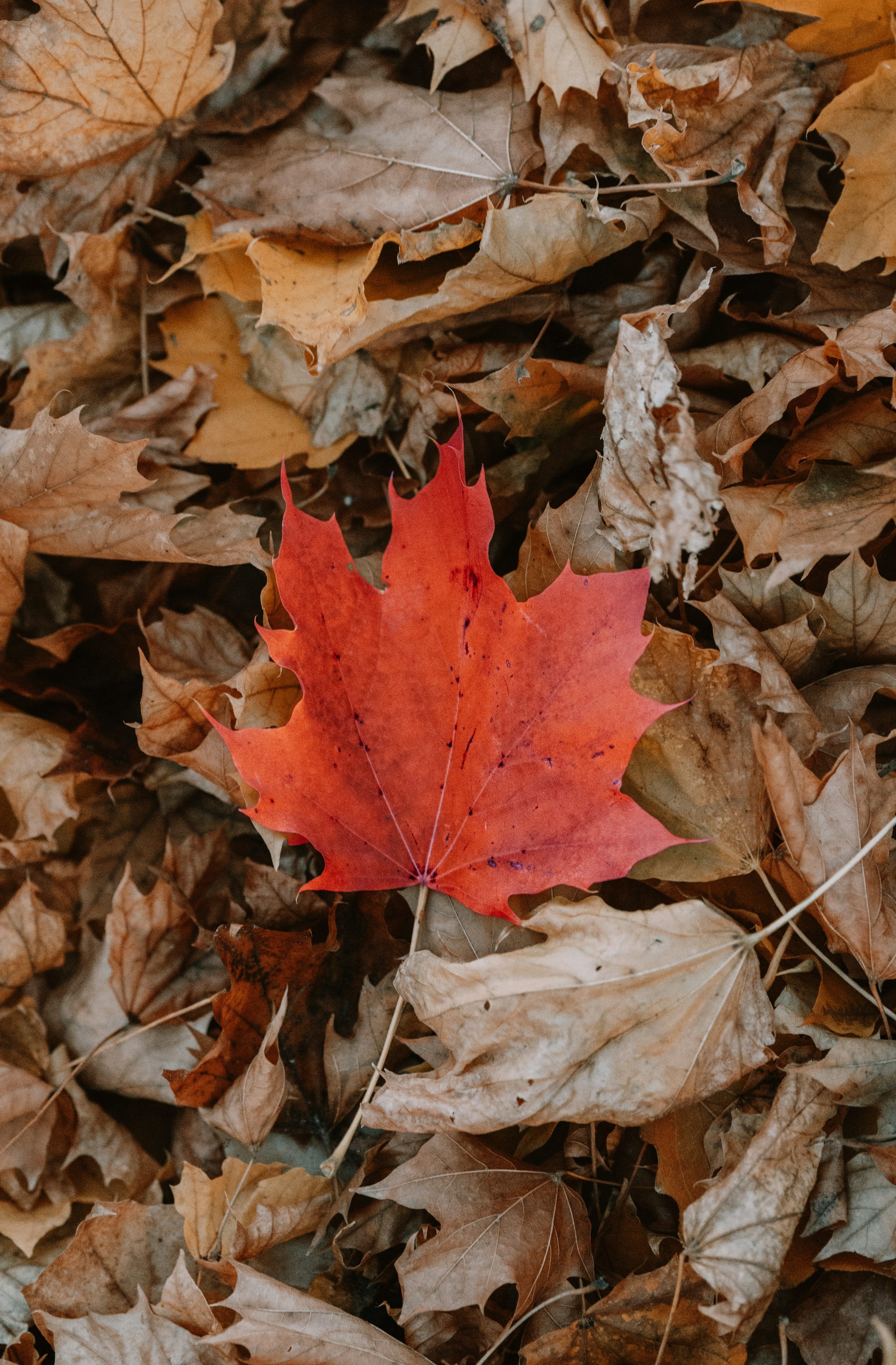 3000x4564 A red leaf laying on top of a pile of leaves photo