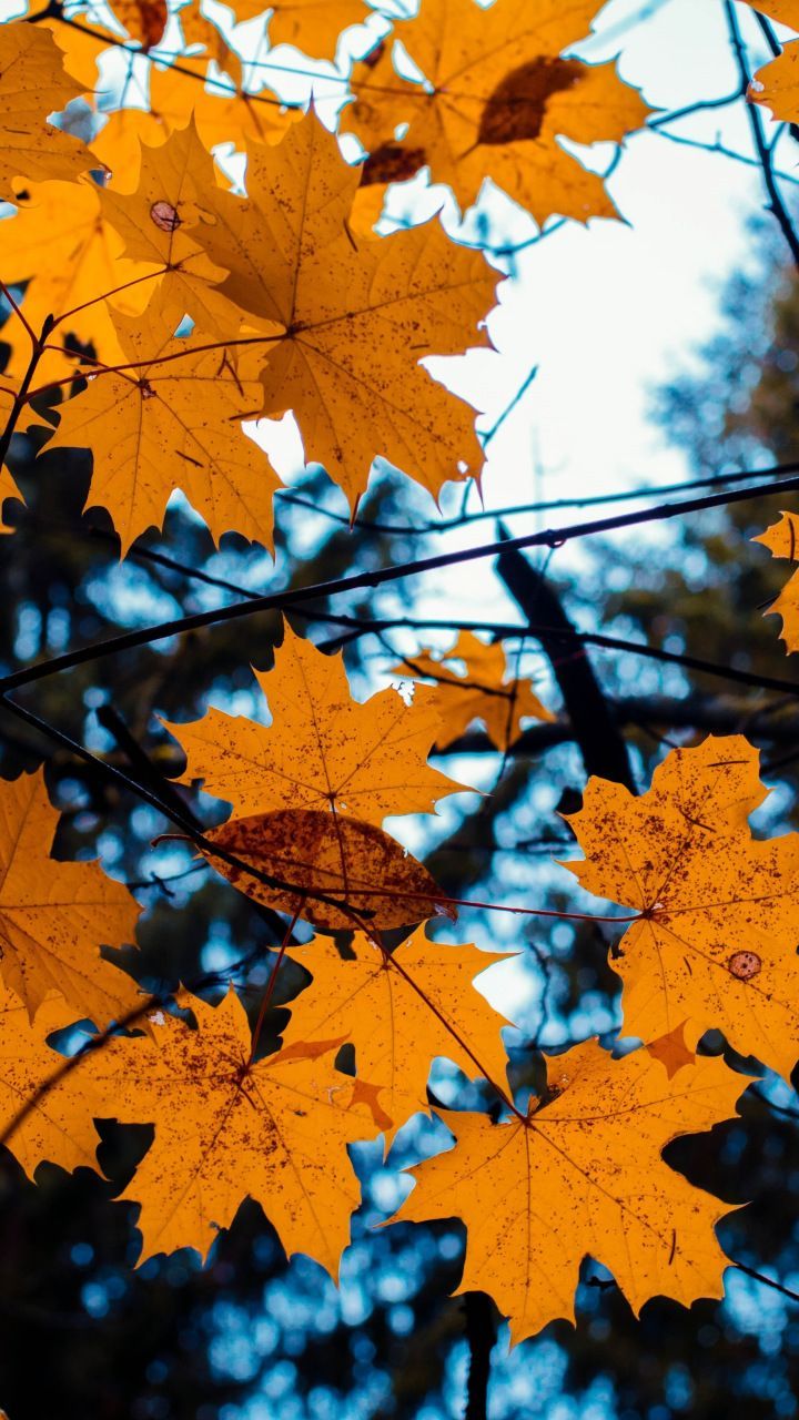 720x1280 Maple, leaves, yellow, tree branch, autumn, 720x1280 wallpaper