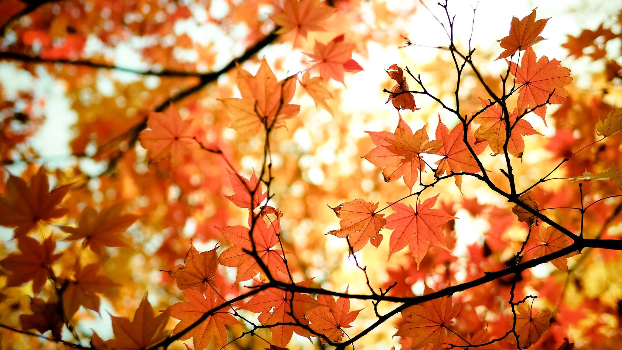 2048x1152 Download Bokeh Nature Grass Maple Leaf Leaf HD Wallpaper