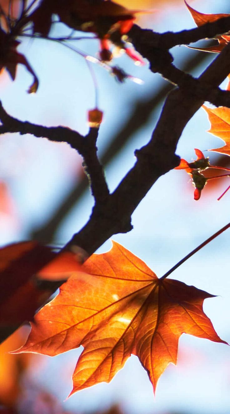 736x1323 Amazing autumn background aesthetic iphone wallpaper 1