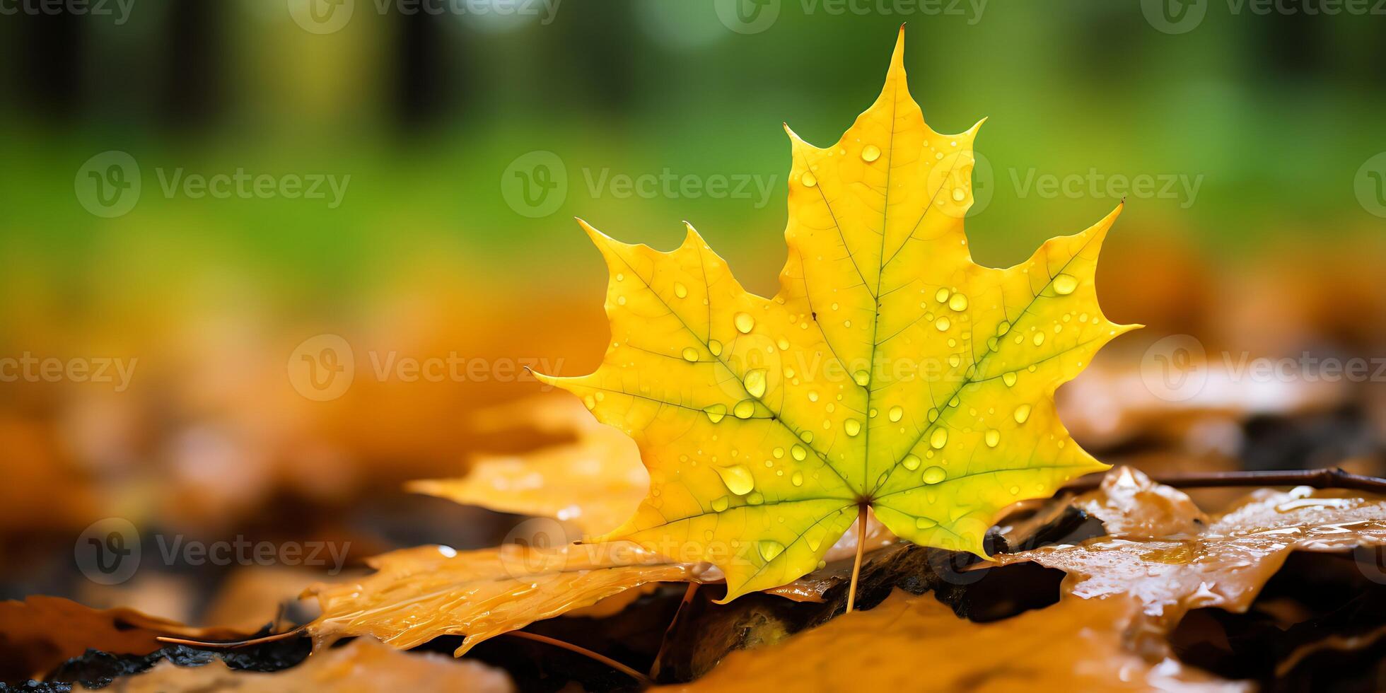 1960x980 Autumn yellow maple leaf among green foliage background