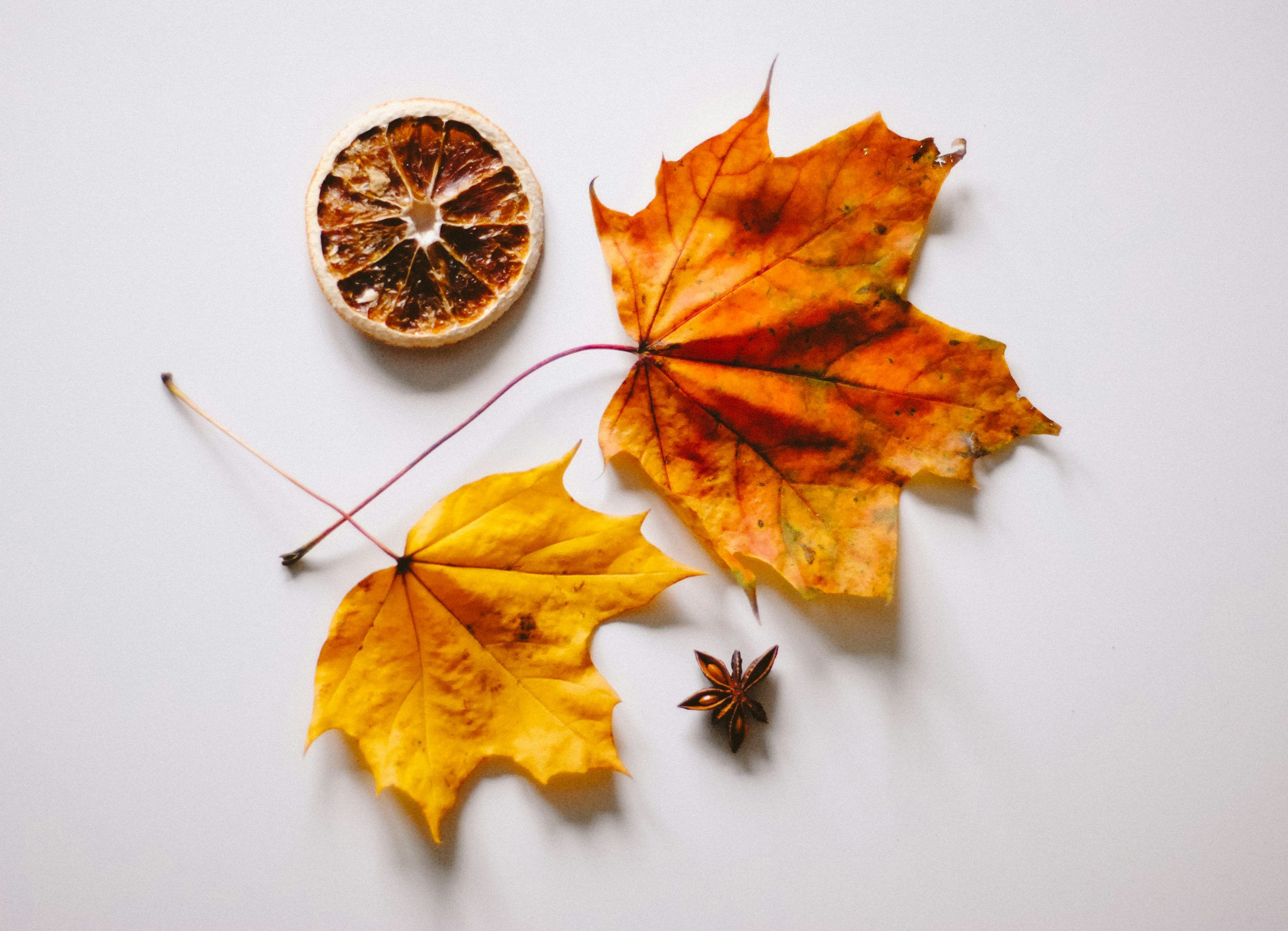 3000x2169 Brown maple leaf on white surface photo