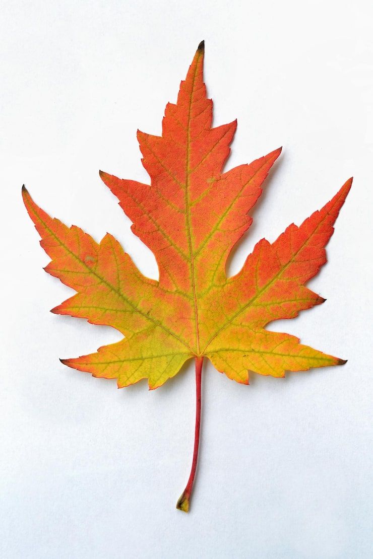 740x1110 Chinar leaf Image