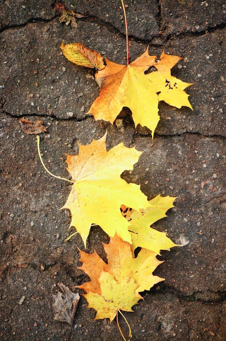 740x1115 Chinar Leaves Fall Photo Free High Quality Picture
