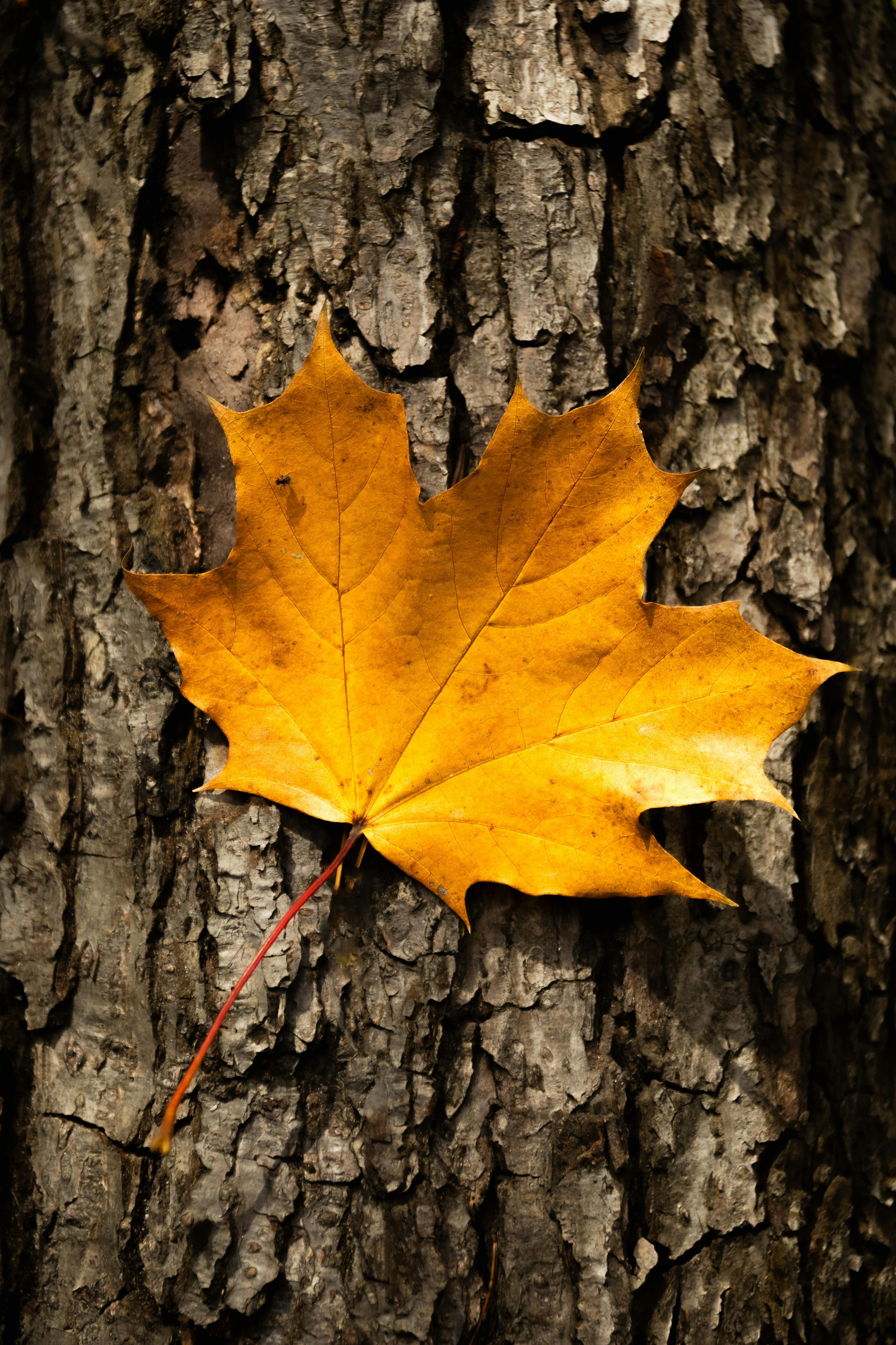 4000x6000 Close Up Shot Of A Yellow Maple Leaf On Wooden Surface · Free