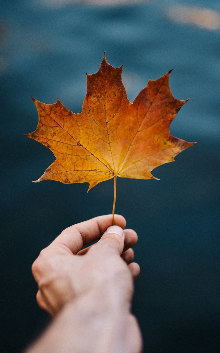 736x1177 Wallpaper autumn leaf hand maple blur