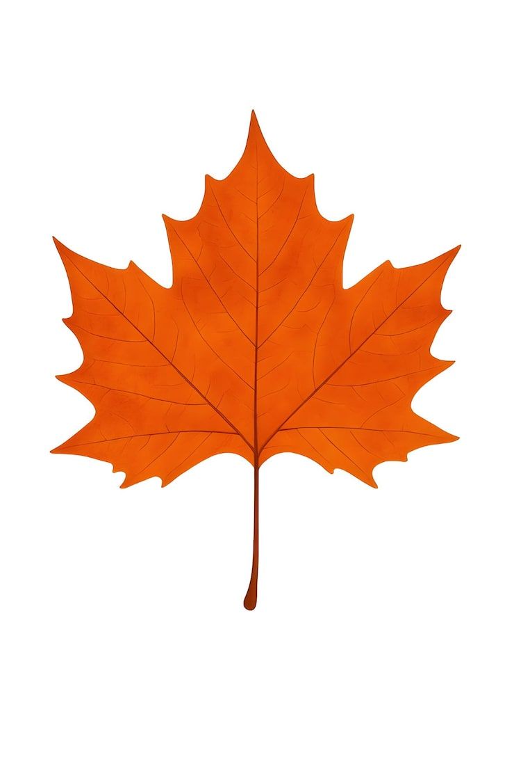 740x1111 Chinar leaf Image
