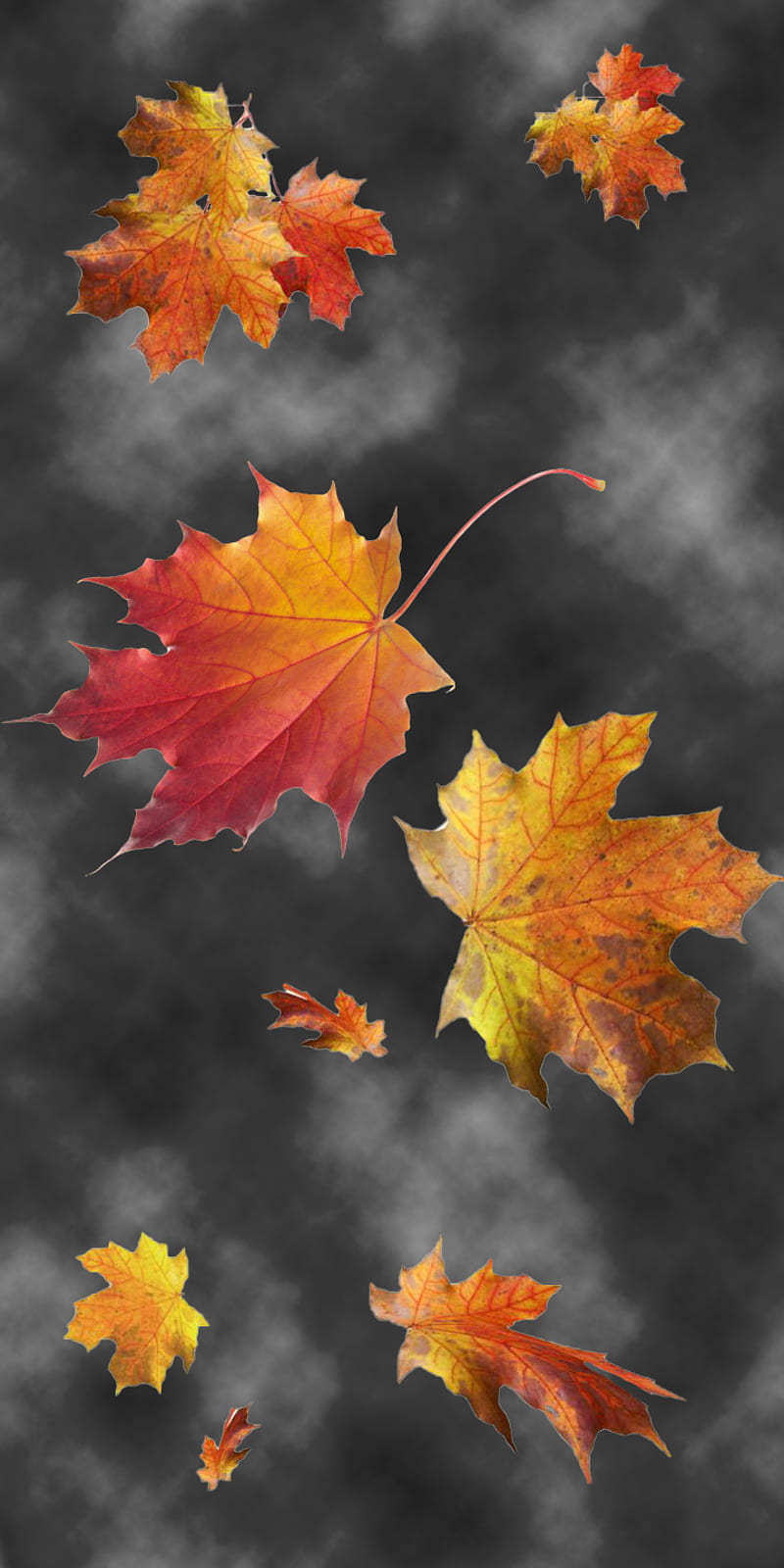 800x1600 Autumn Leaves, autumn, maple, HD phone wallpaper