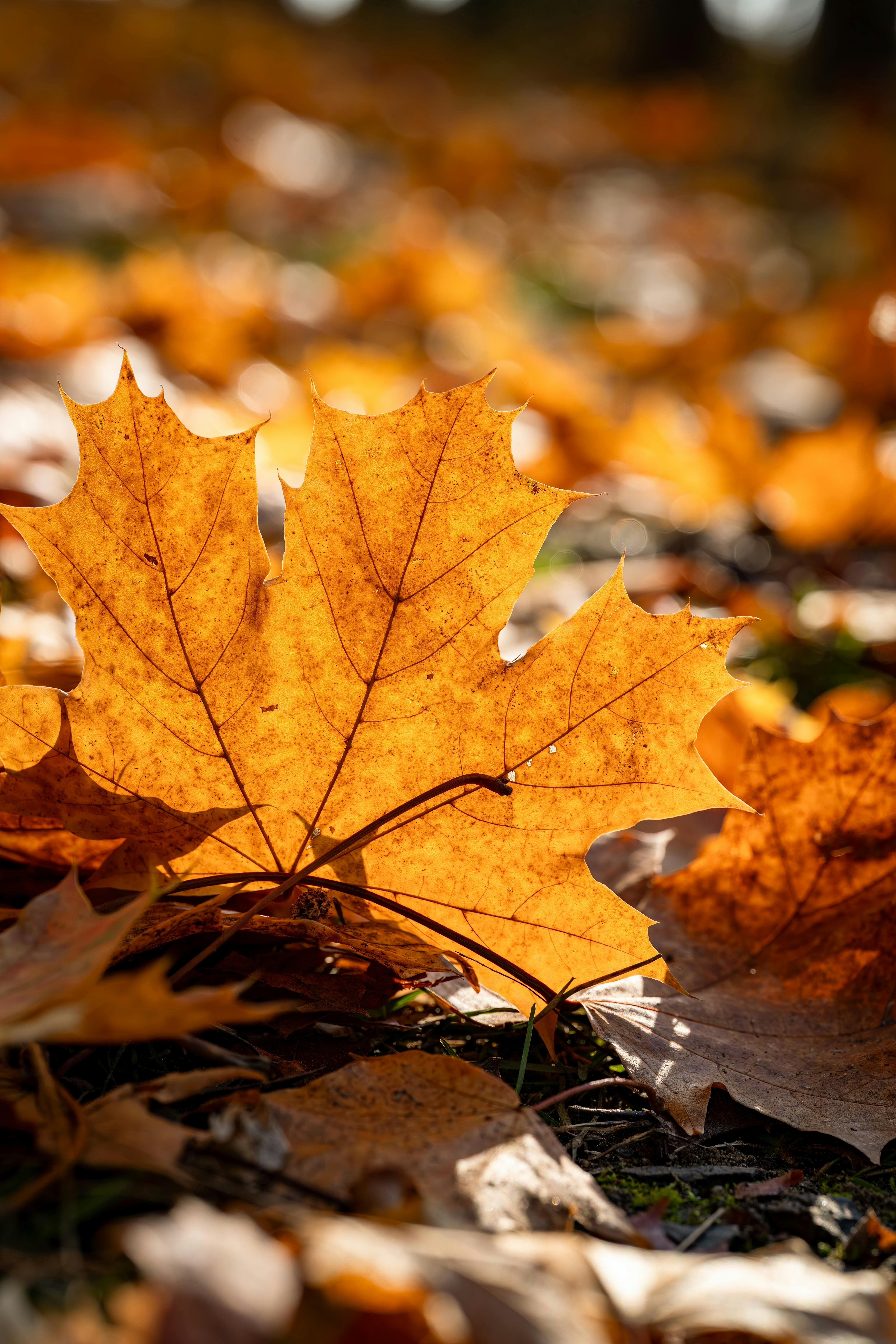 4672x7008 Dried Leaves · Free