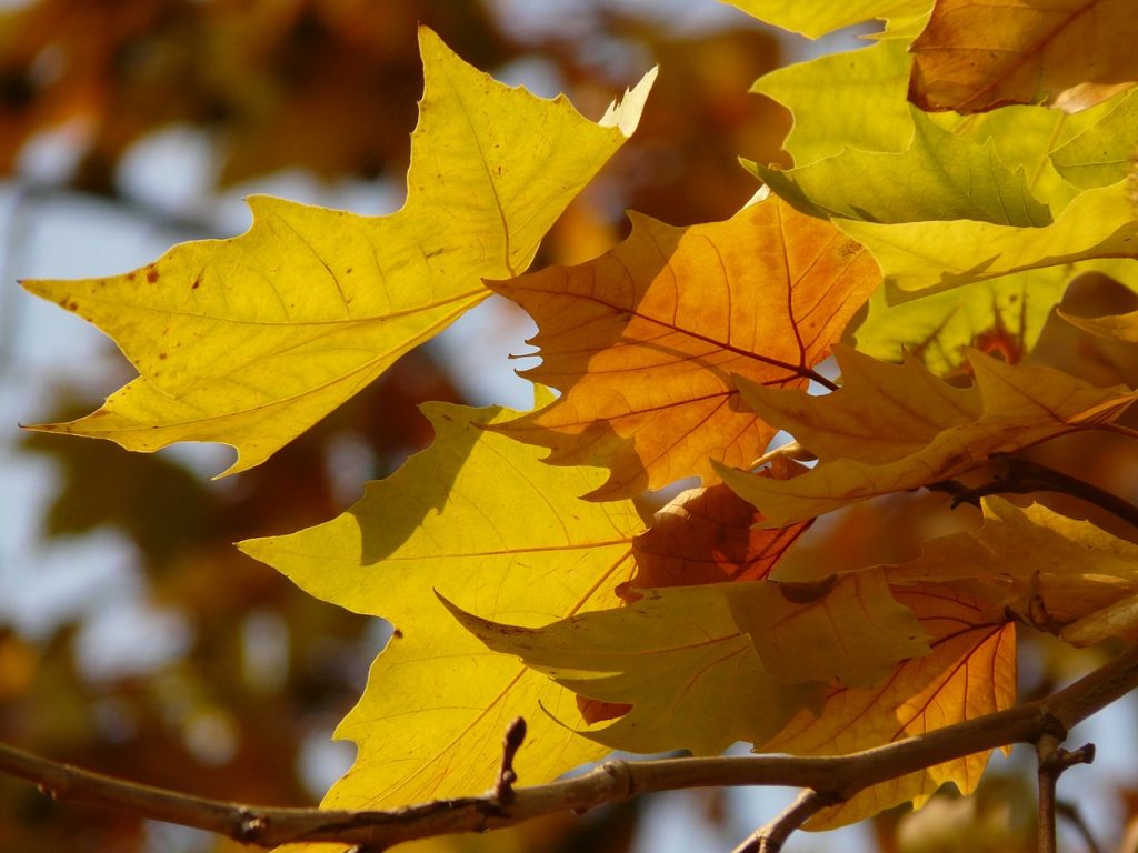 1024x768 Chinar Trees Heritage Tree from Kashmir, India