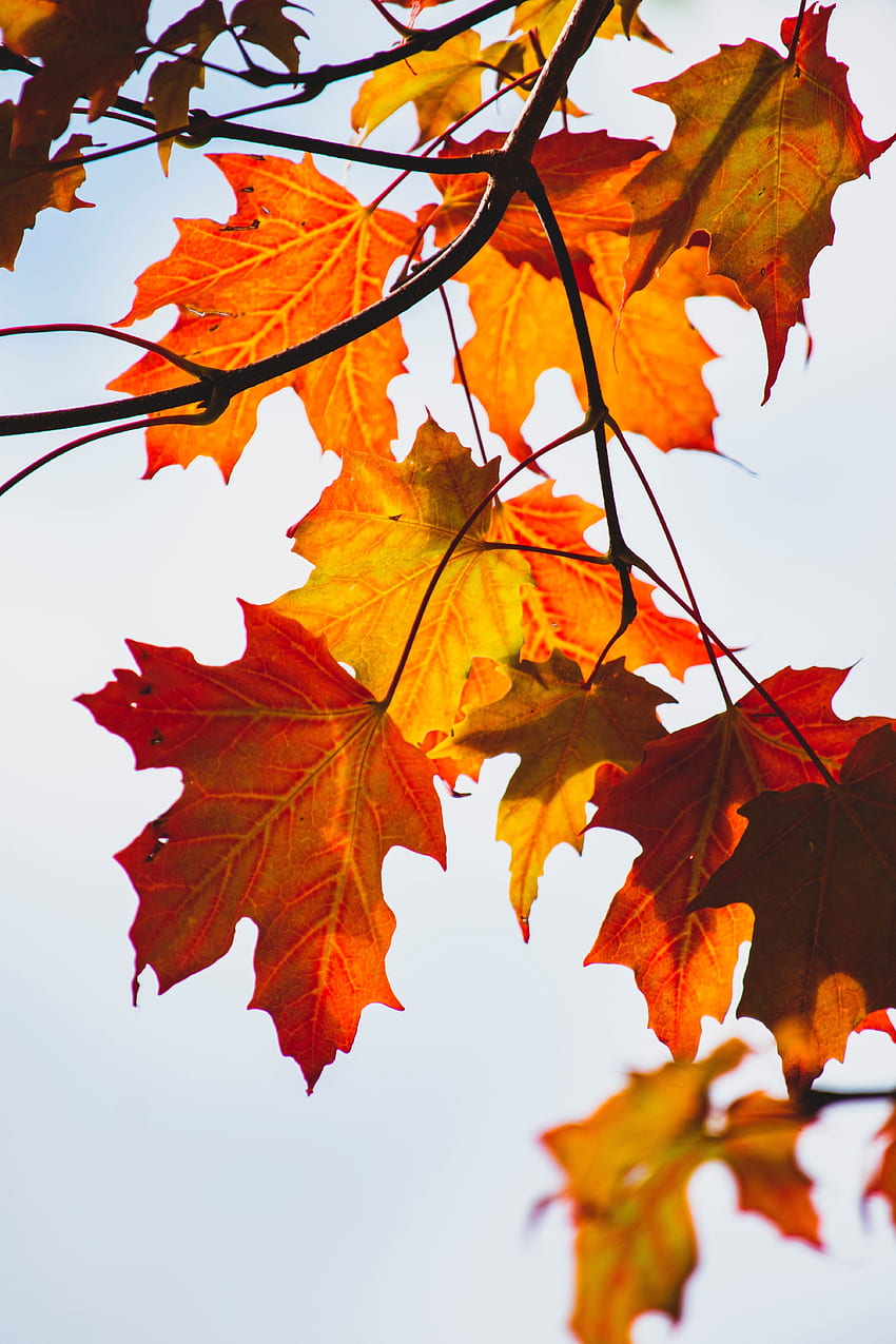 850x1275 Yellow maple leaf HD wallpaper