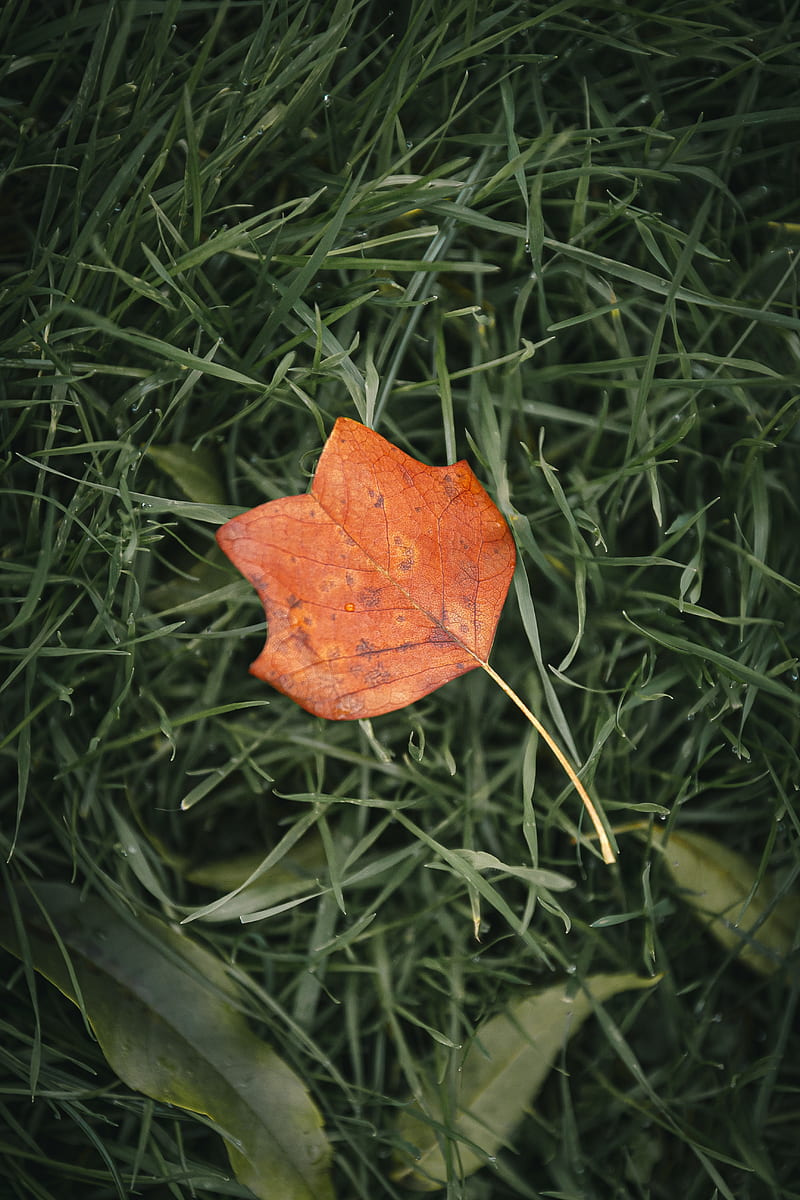 800x1200 Leaf, autumn, grass, macro, veins, HD phone wallpaper