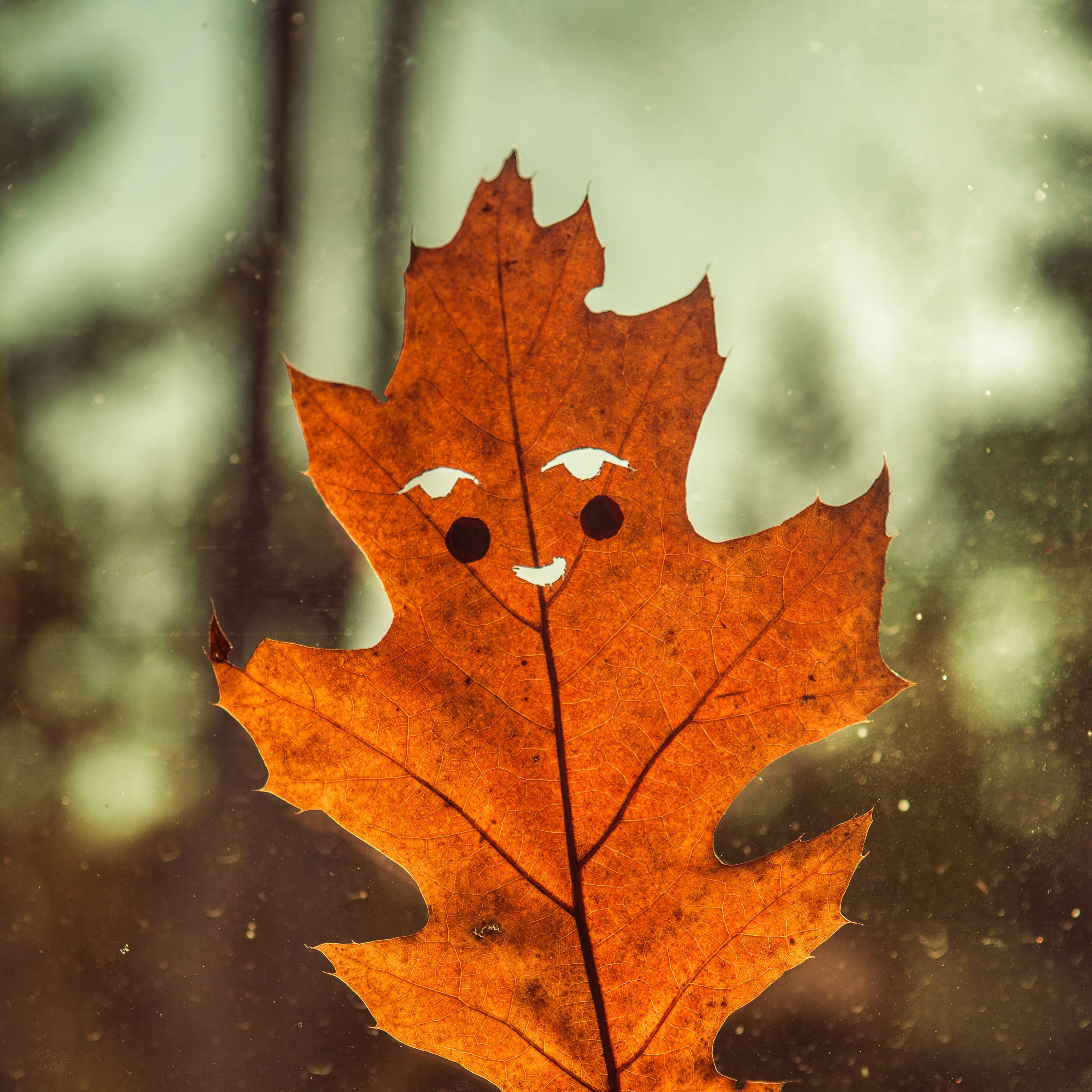 3415x3415 Download wallpaper 3415x3415 leaf, funny, autumn, smile ipad pro 12.9 retina for parallax HD background