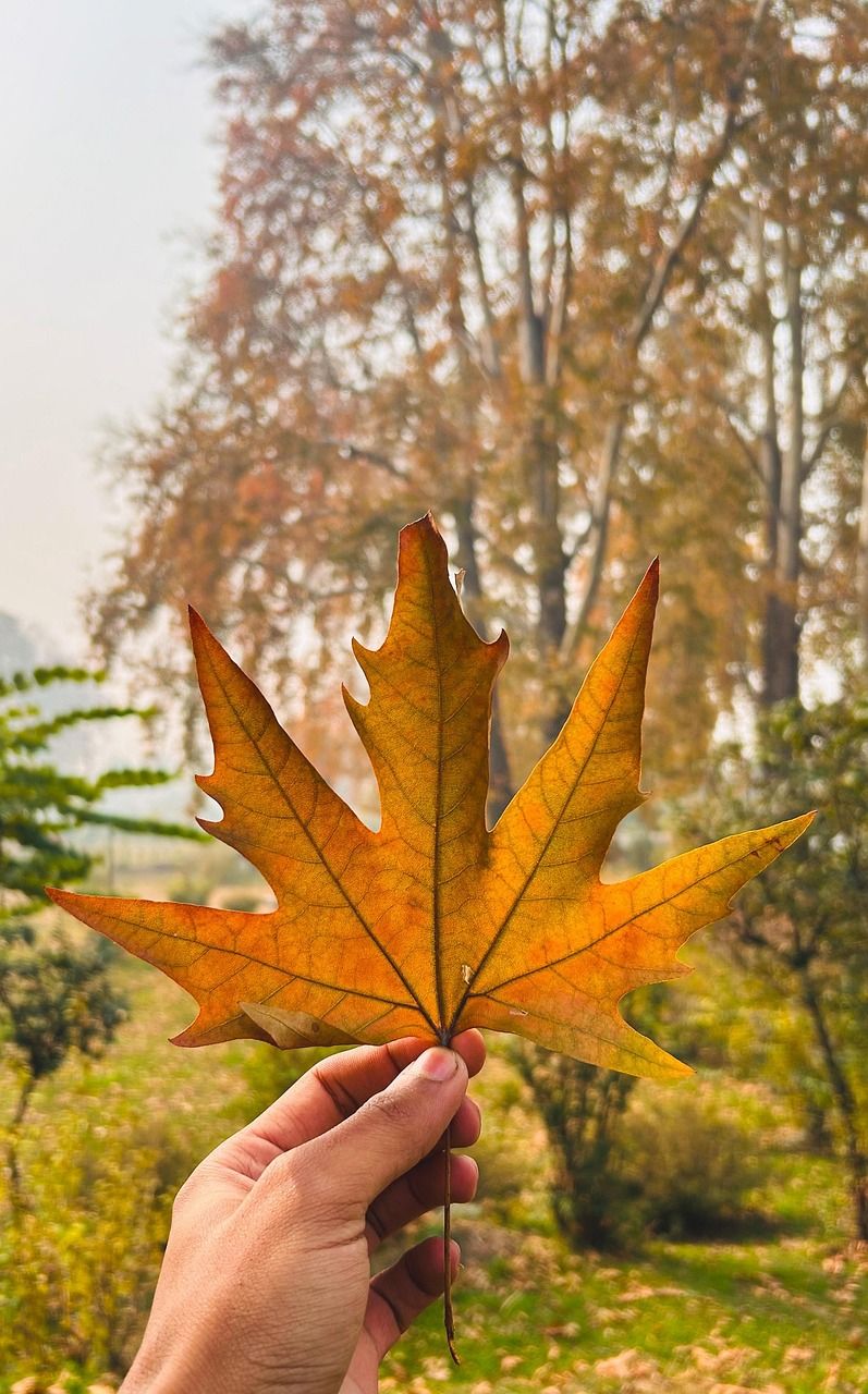 797x1280 Kashmir Leaves