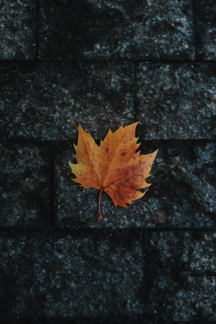 728x1091 HD Wallpaper: Leaf, Maple, Fallen, Autumn, Plant Part, Change, Close Up, Maple Leaf