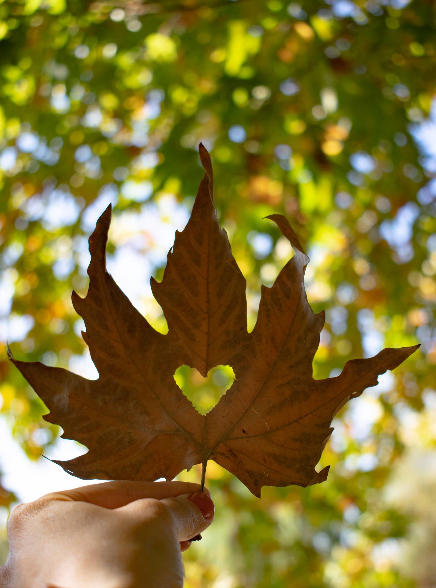 1424x1920 Download Autumn Phone Maple Leaf With Heart Wallpaper