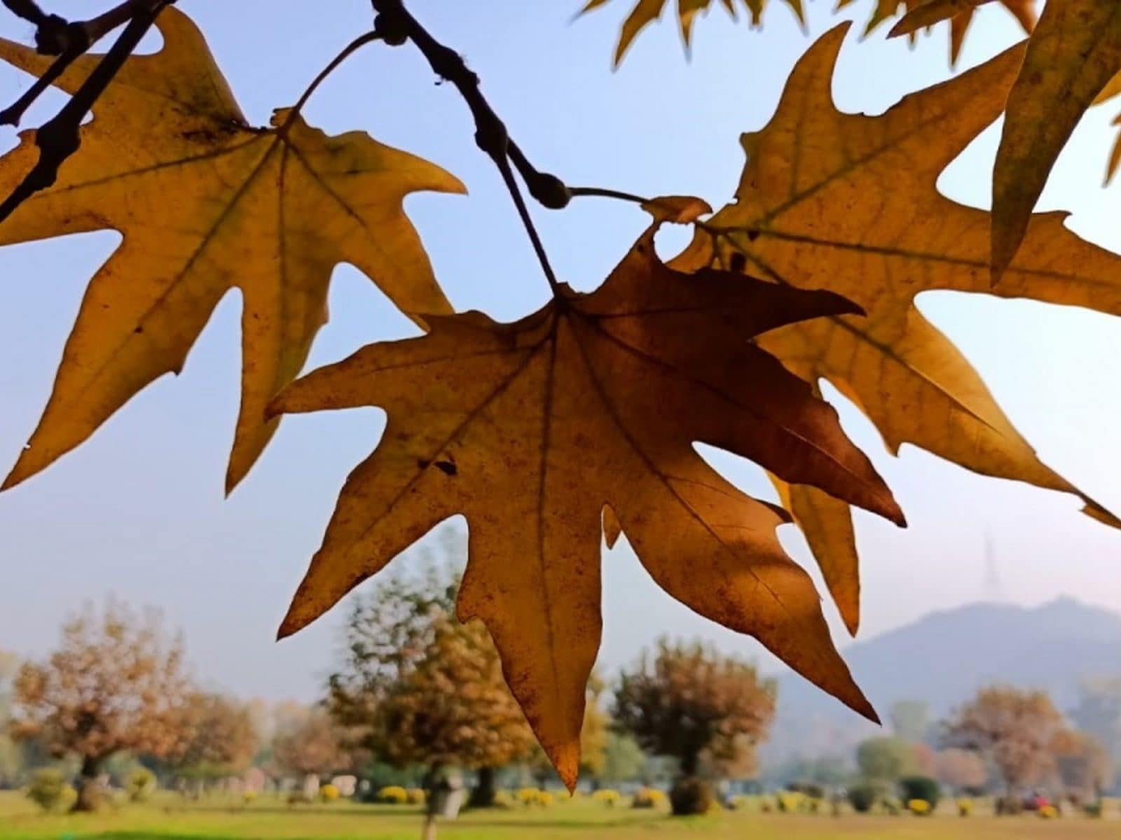 1600x1200 Arrival of Winters in Kashmir: Majestic Chinar Trees Add Beauty to The Valley. See Scenic Photo