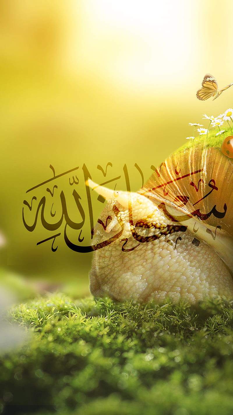 800x1422 Subhan Allah, islam, islamic, HD phone wallpaper
